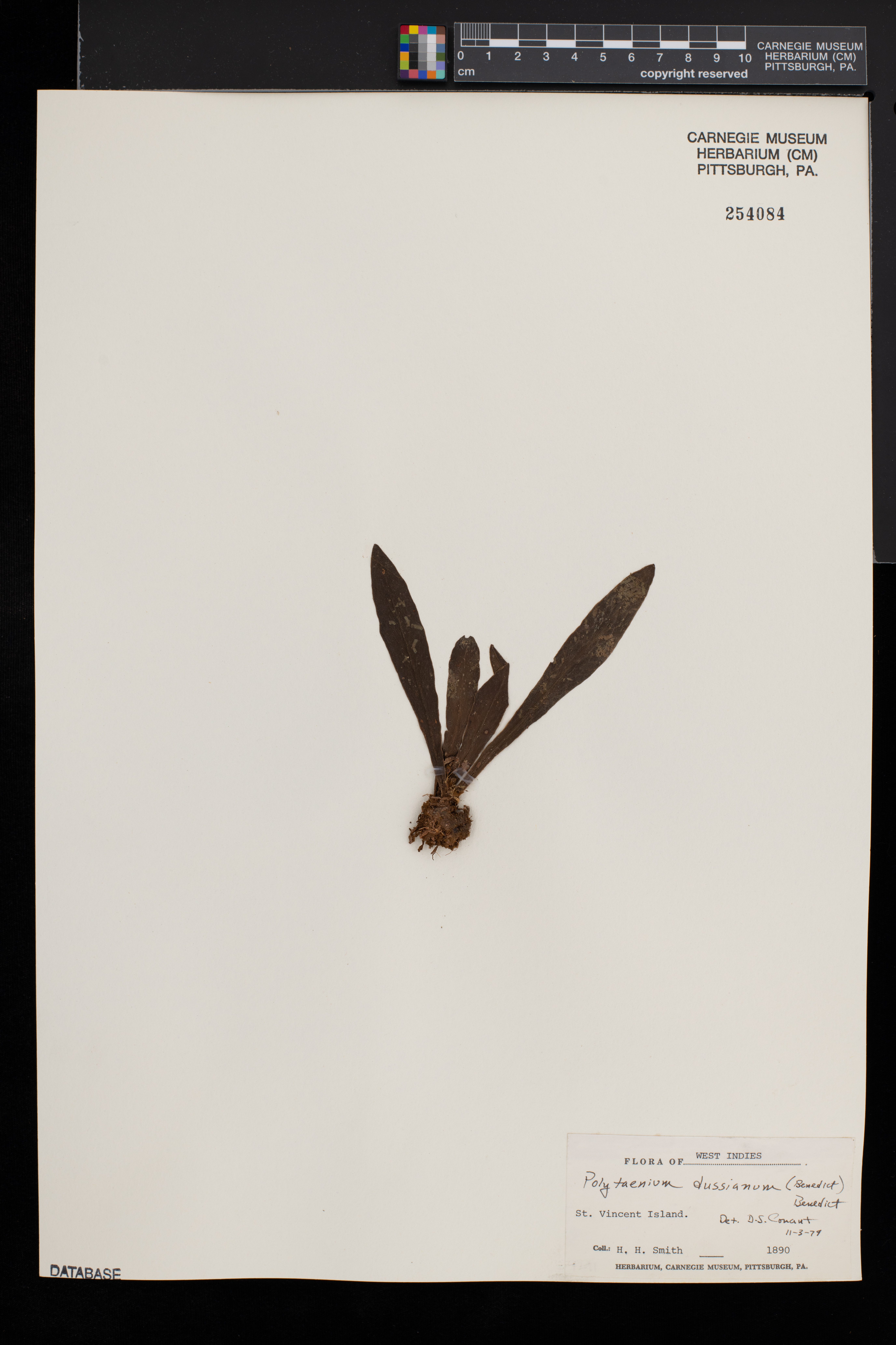 Polytaenium dussianum image