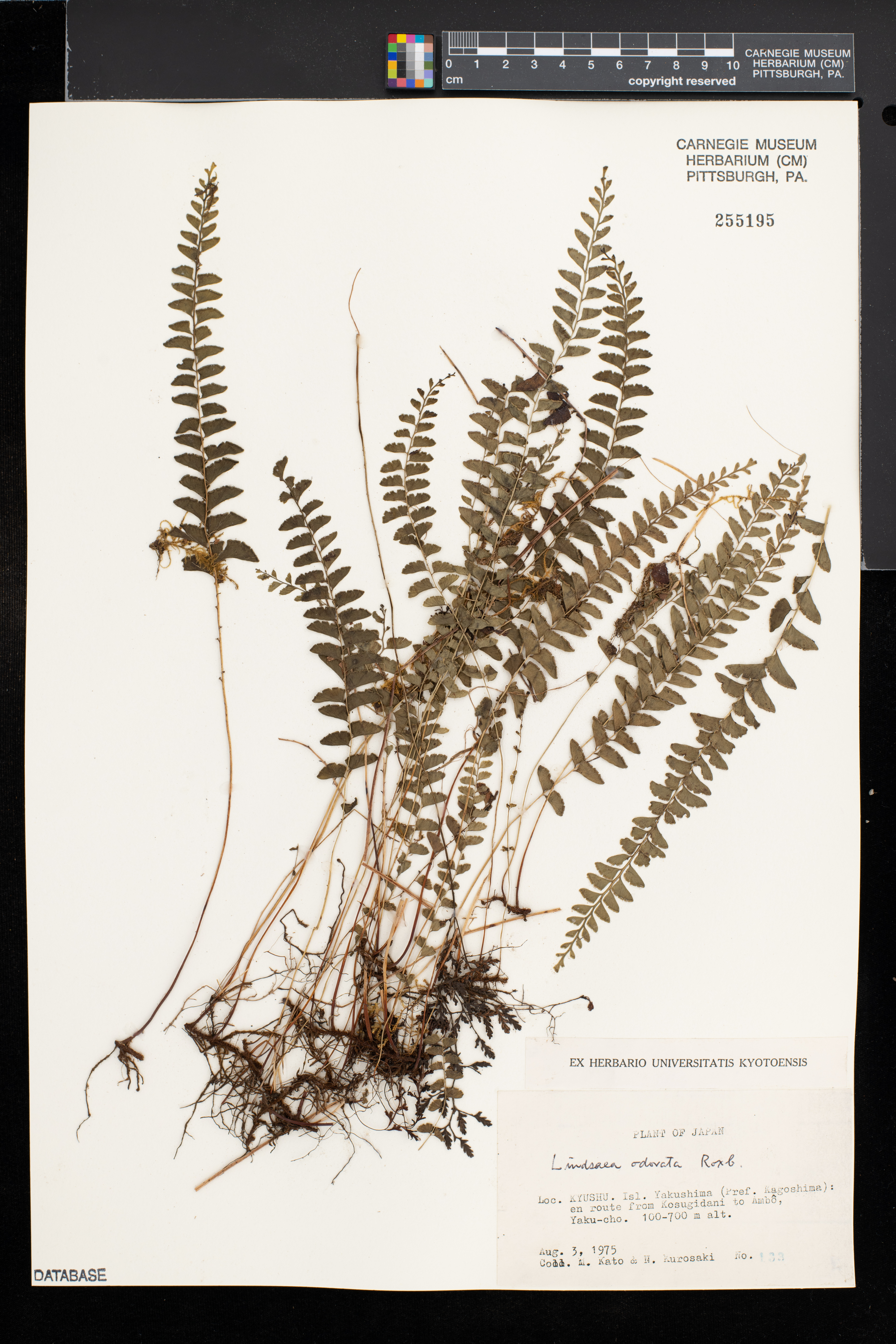 Lindsaea odorata image