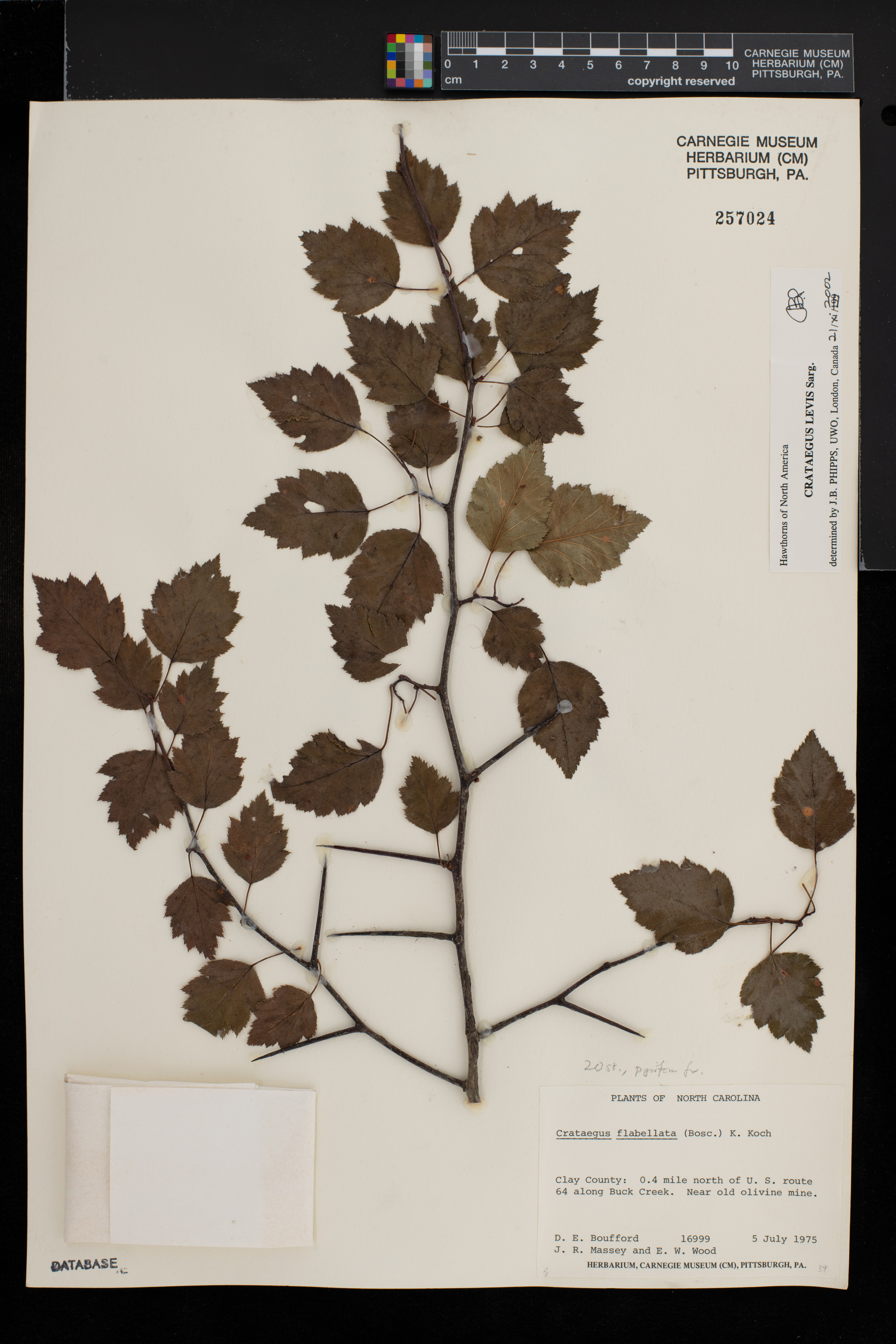 Crataegus levis image