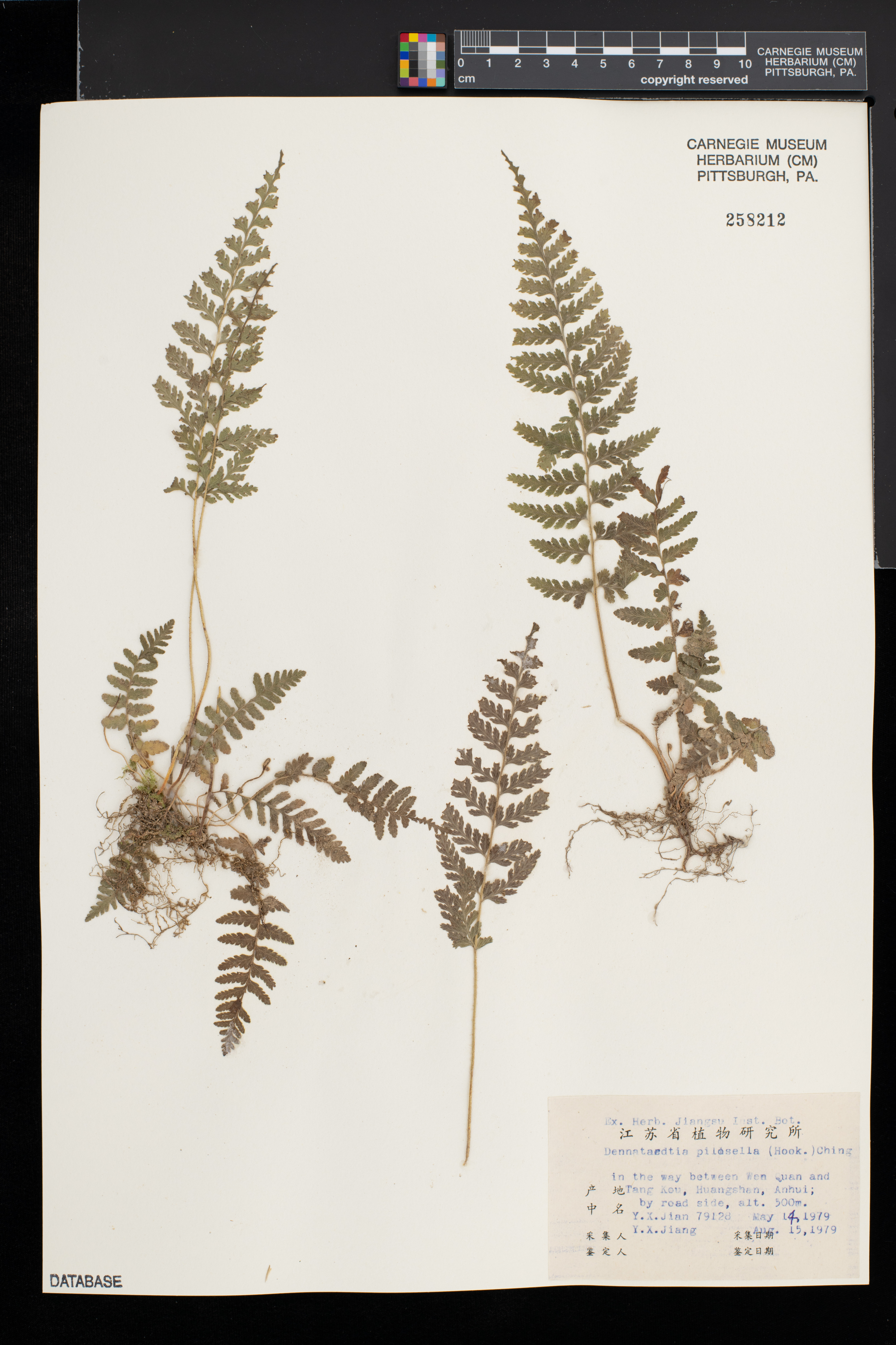 Dennstaedtia hirsuta image