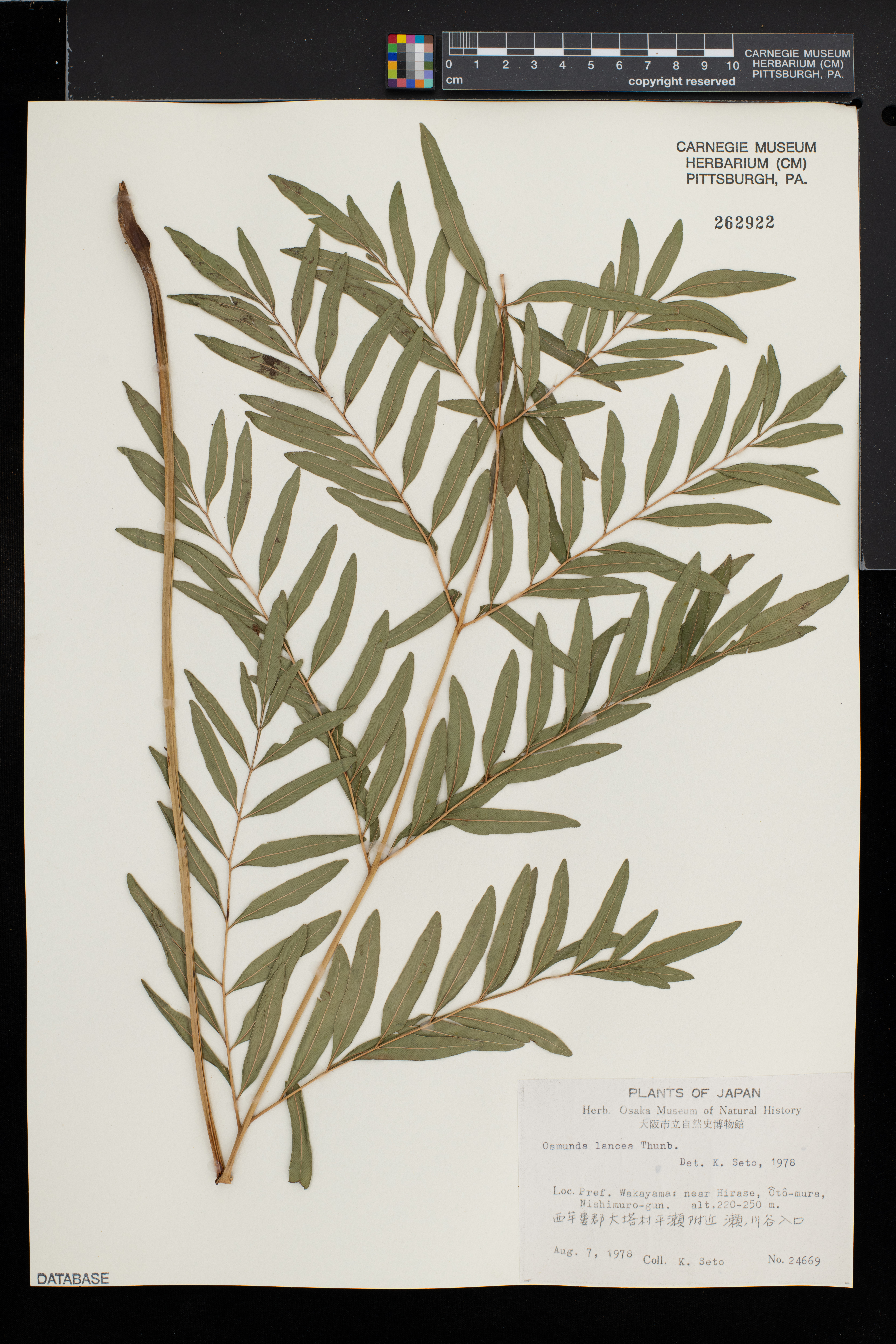 Osmunda lancea image