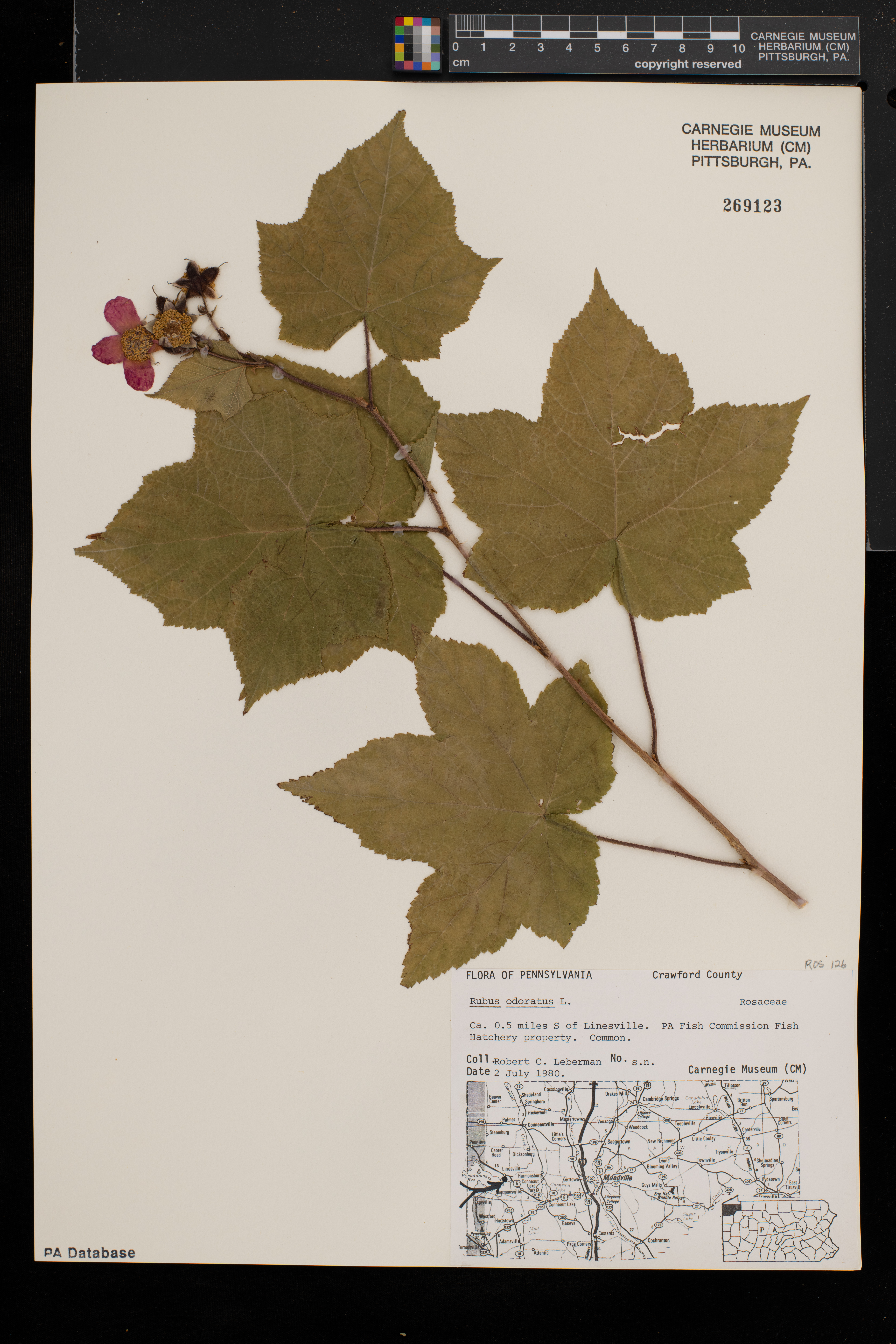 Rubus odoratus image
