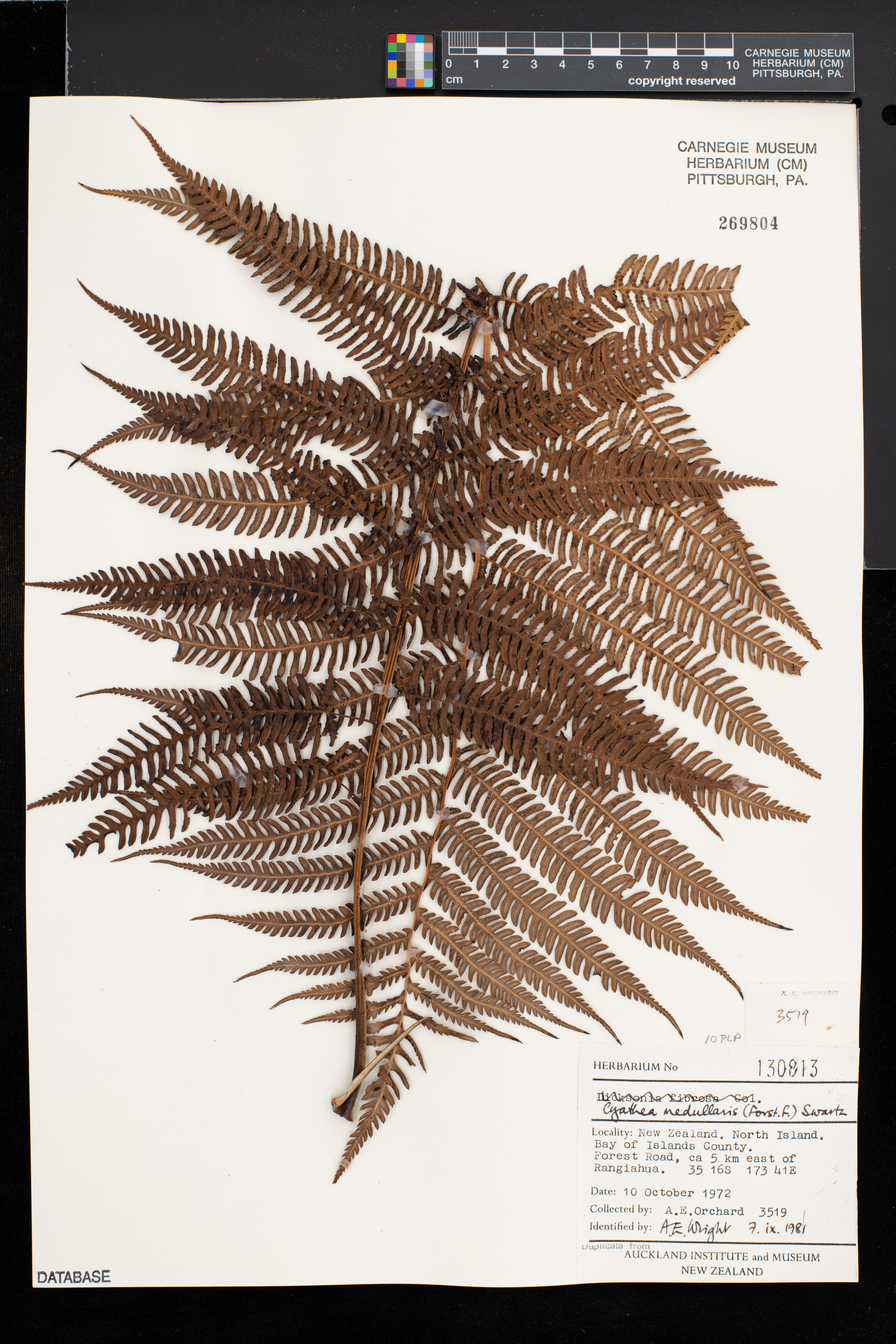 Cyathea medullaris image