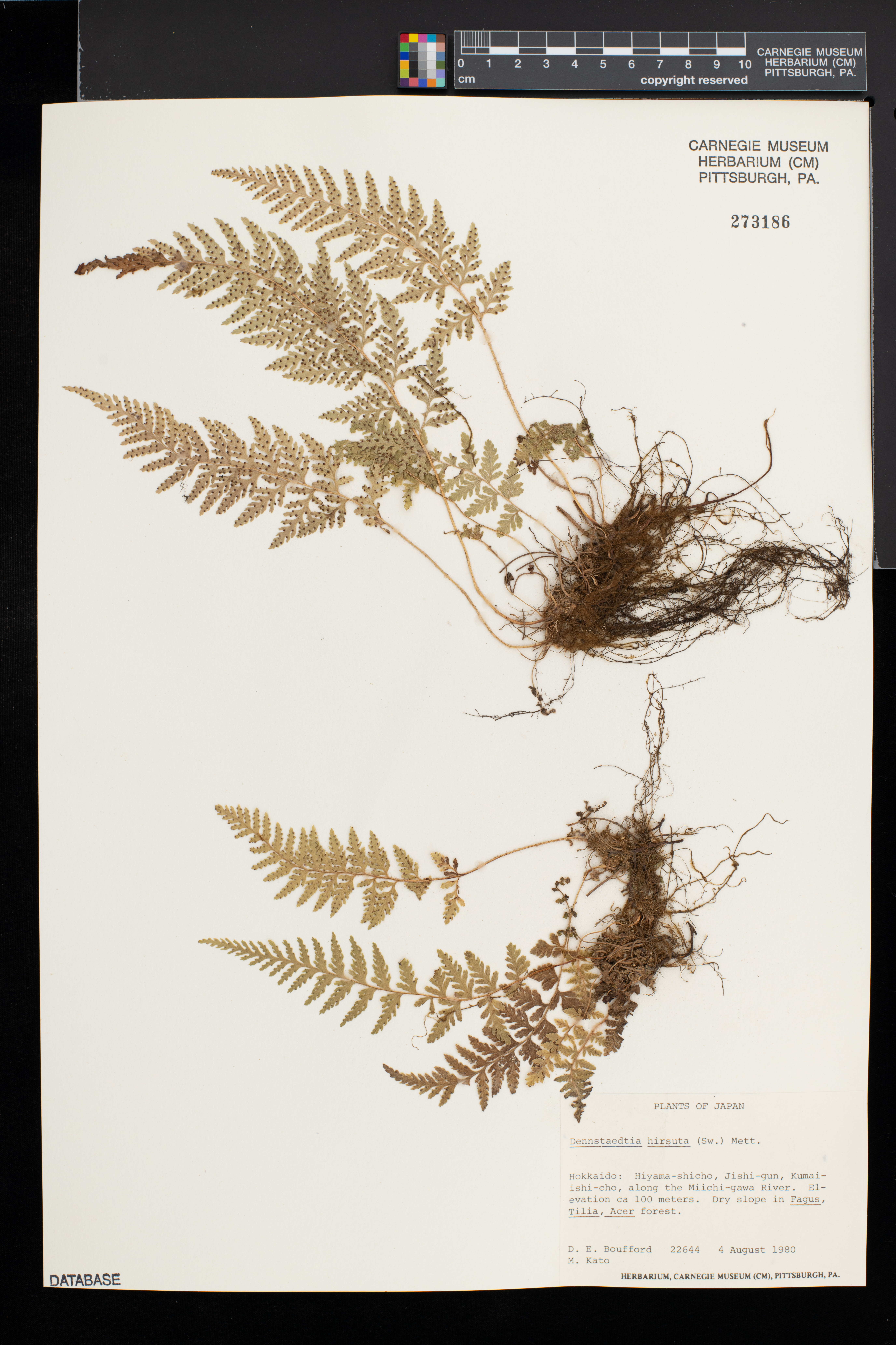 Dennstaedtia hirsuta image