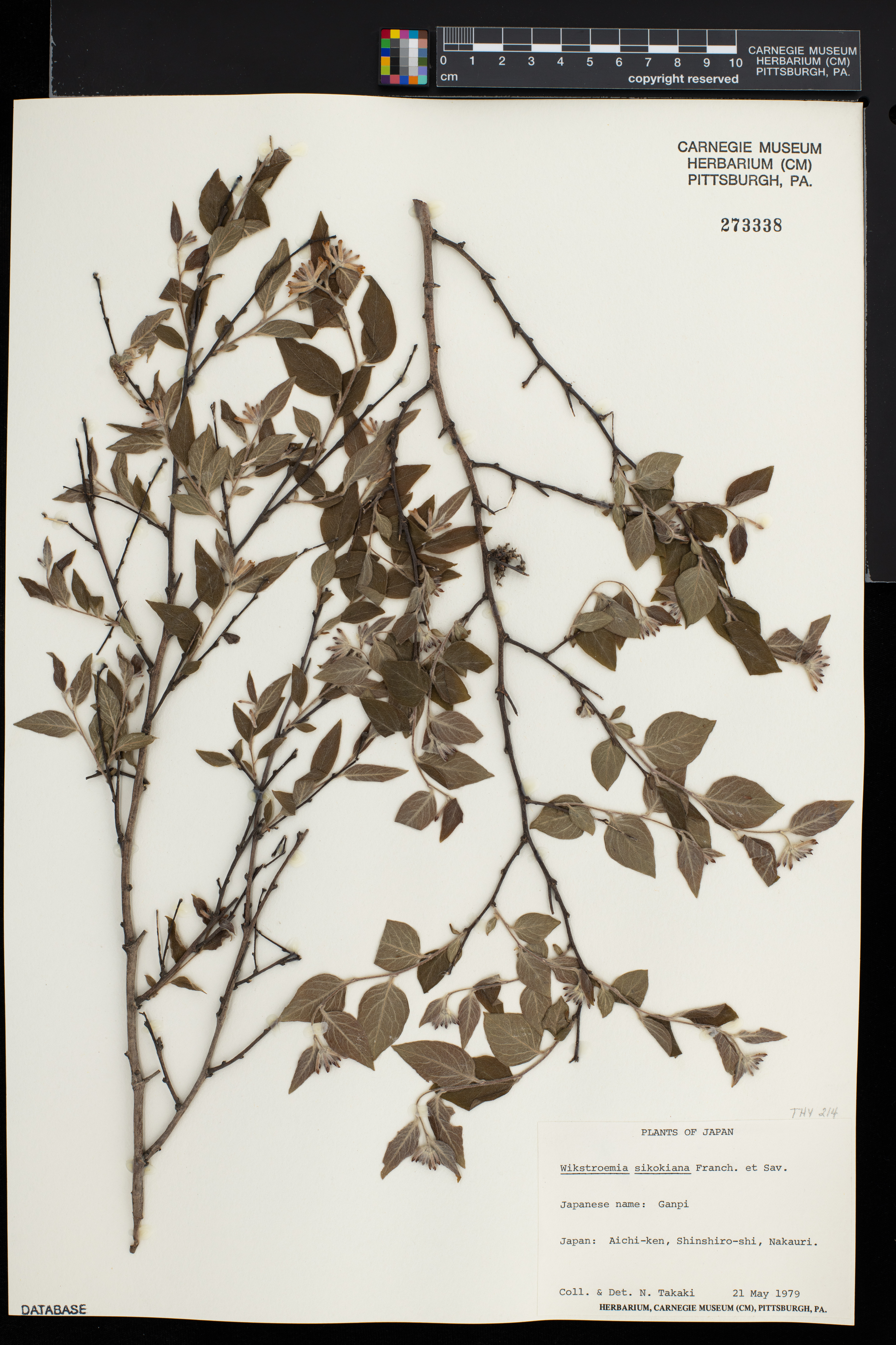 Wikstroemia sikokiana image