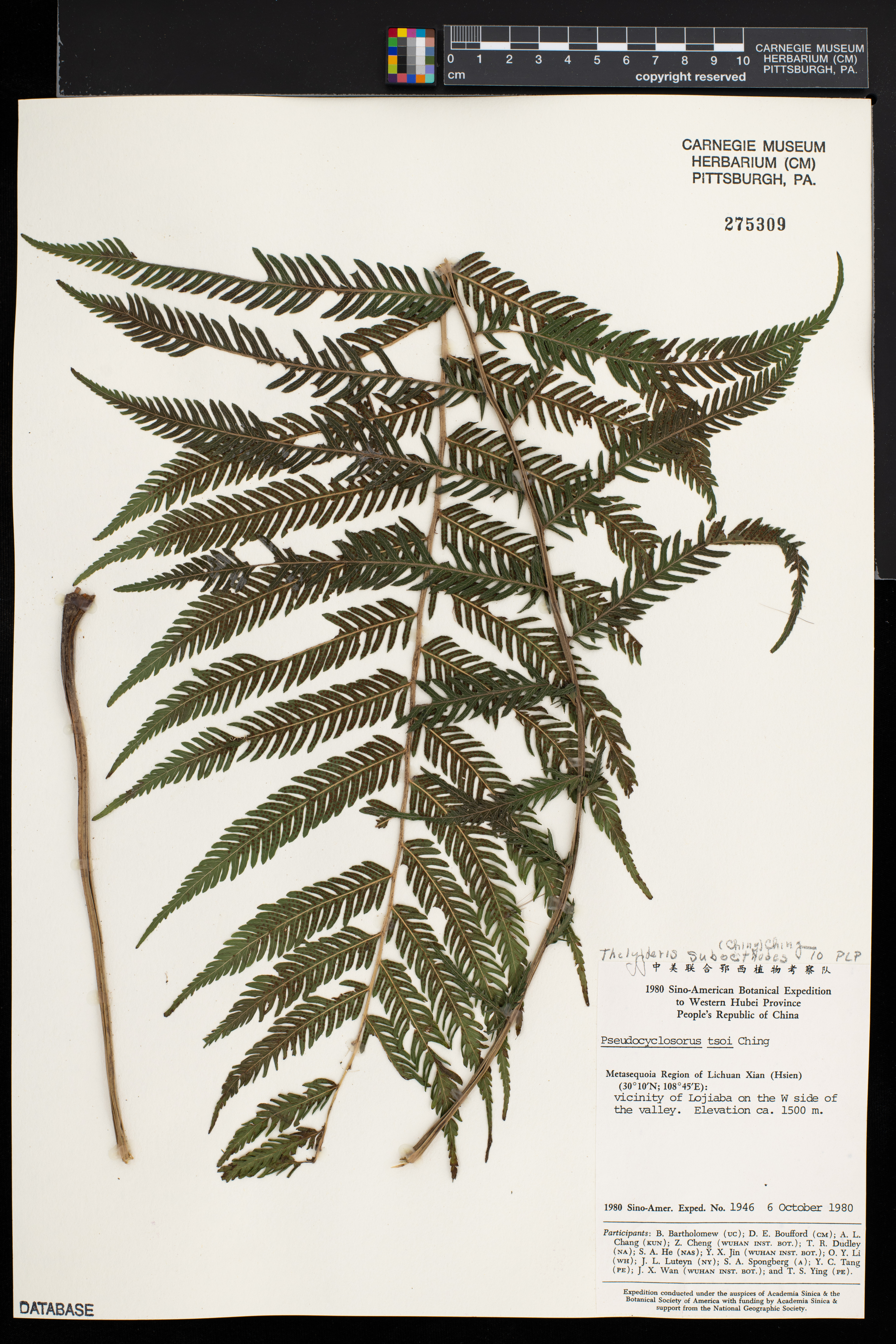 Thelypteris subochthodes image