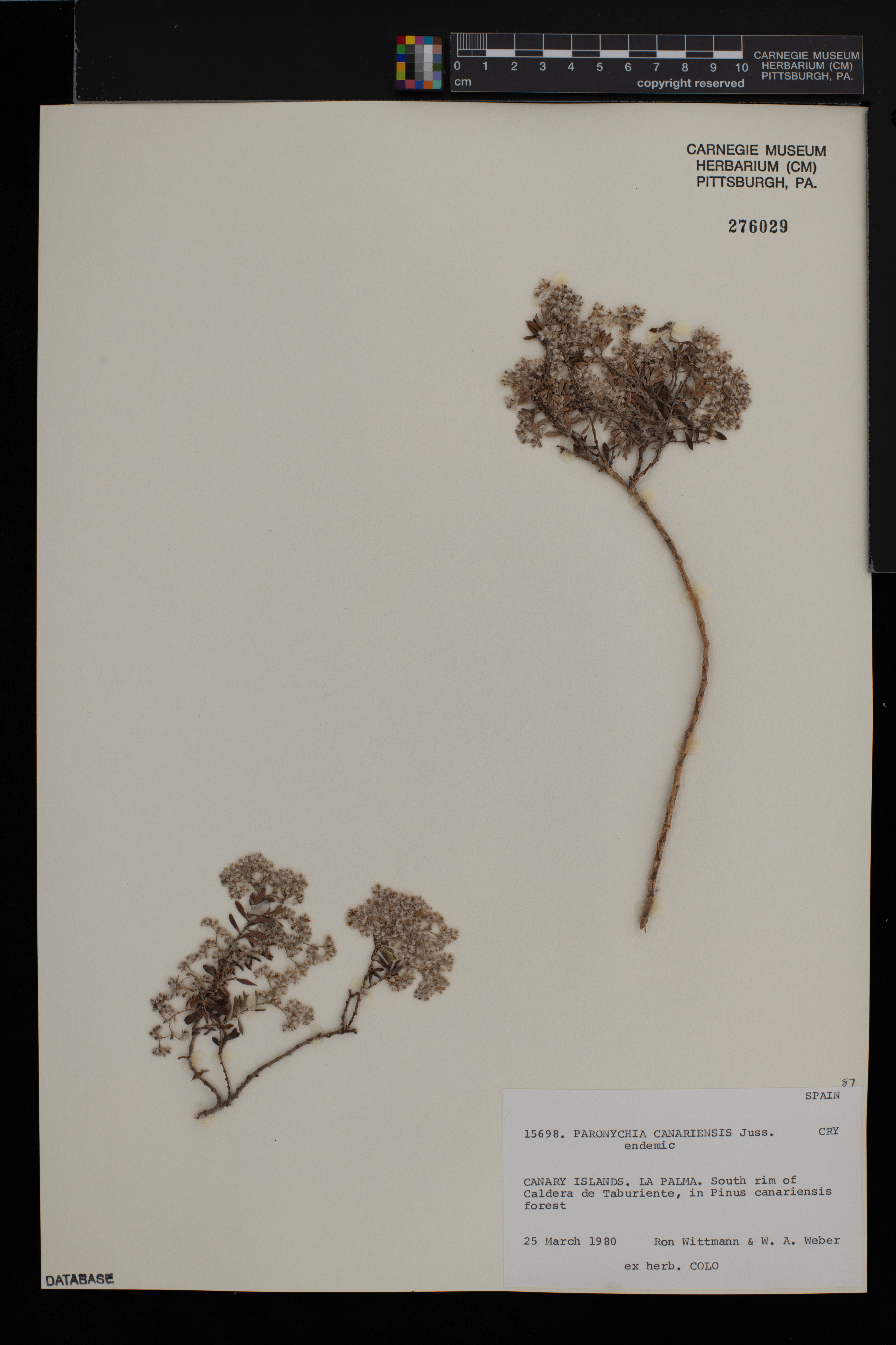 Paronychia canariensis image