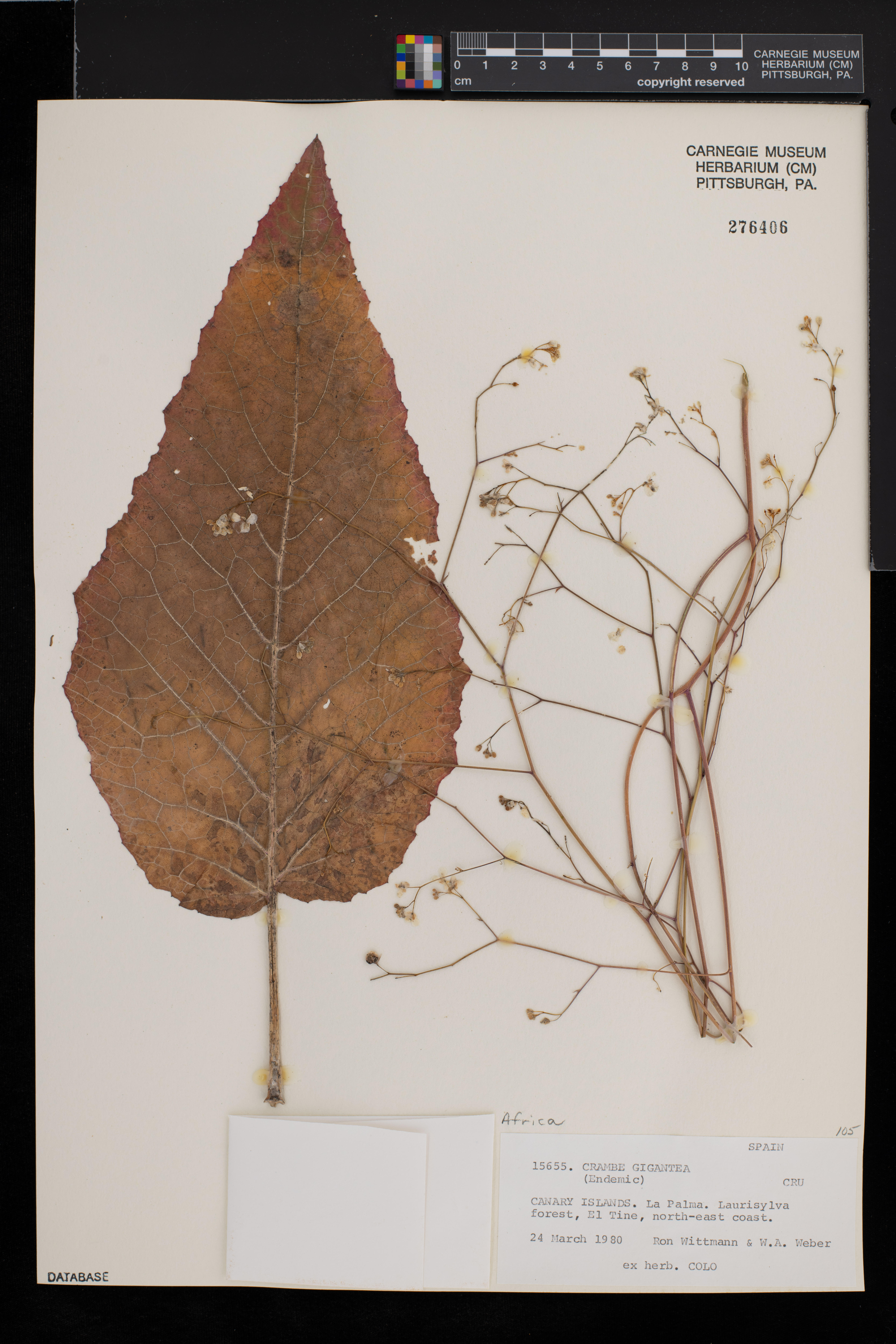 Crambe santosii image