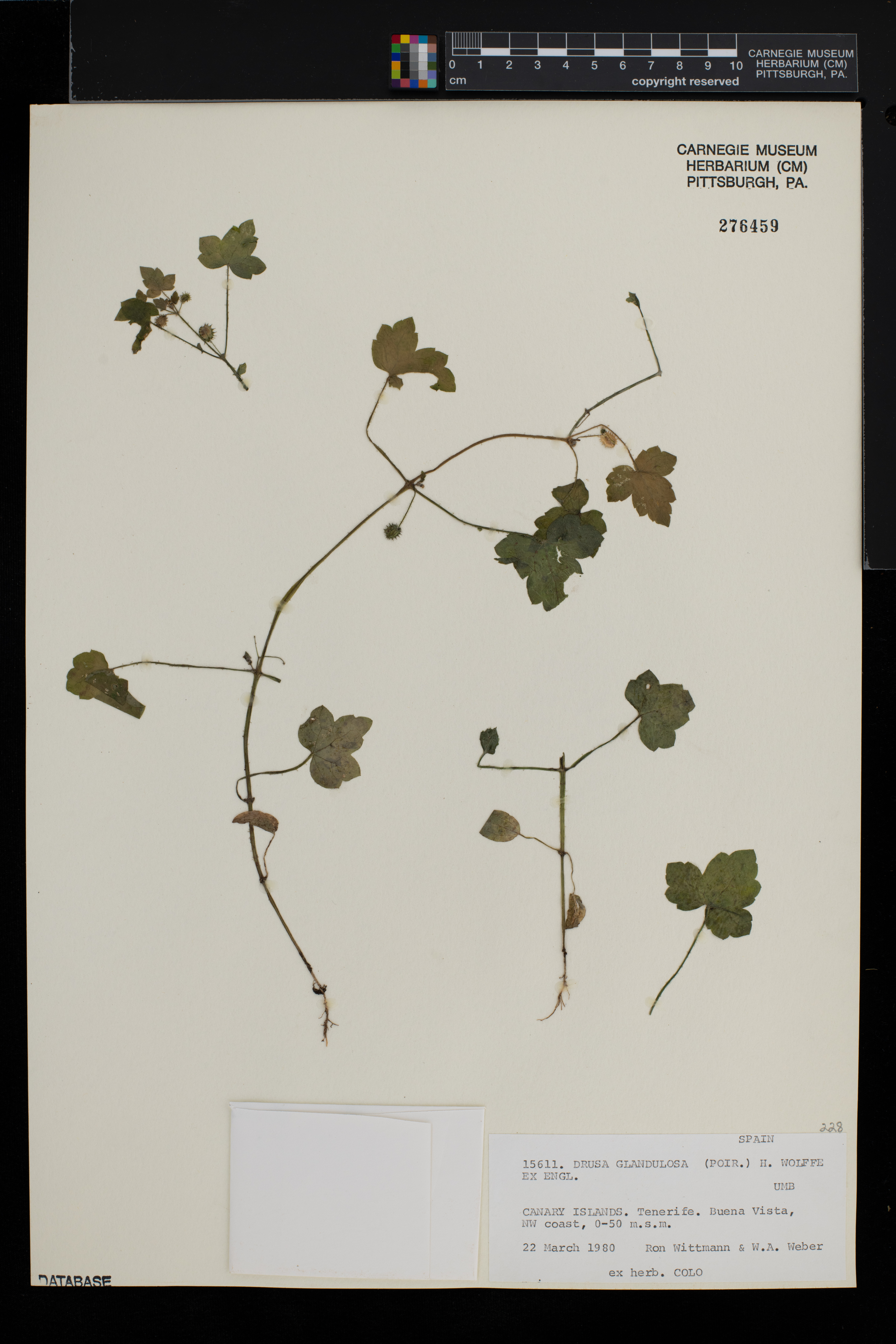 Drusa image