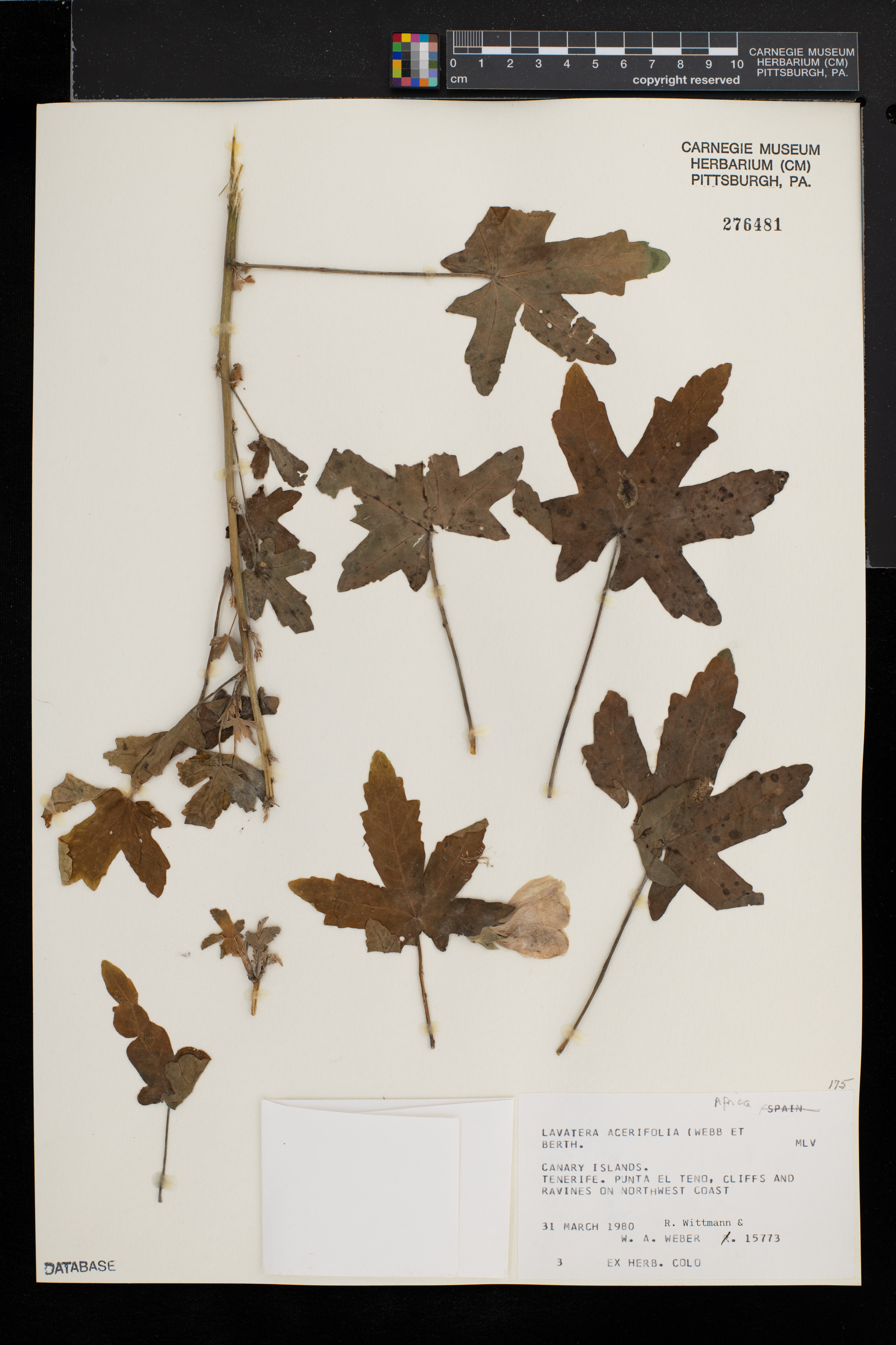 Malva canariensis image