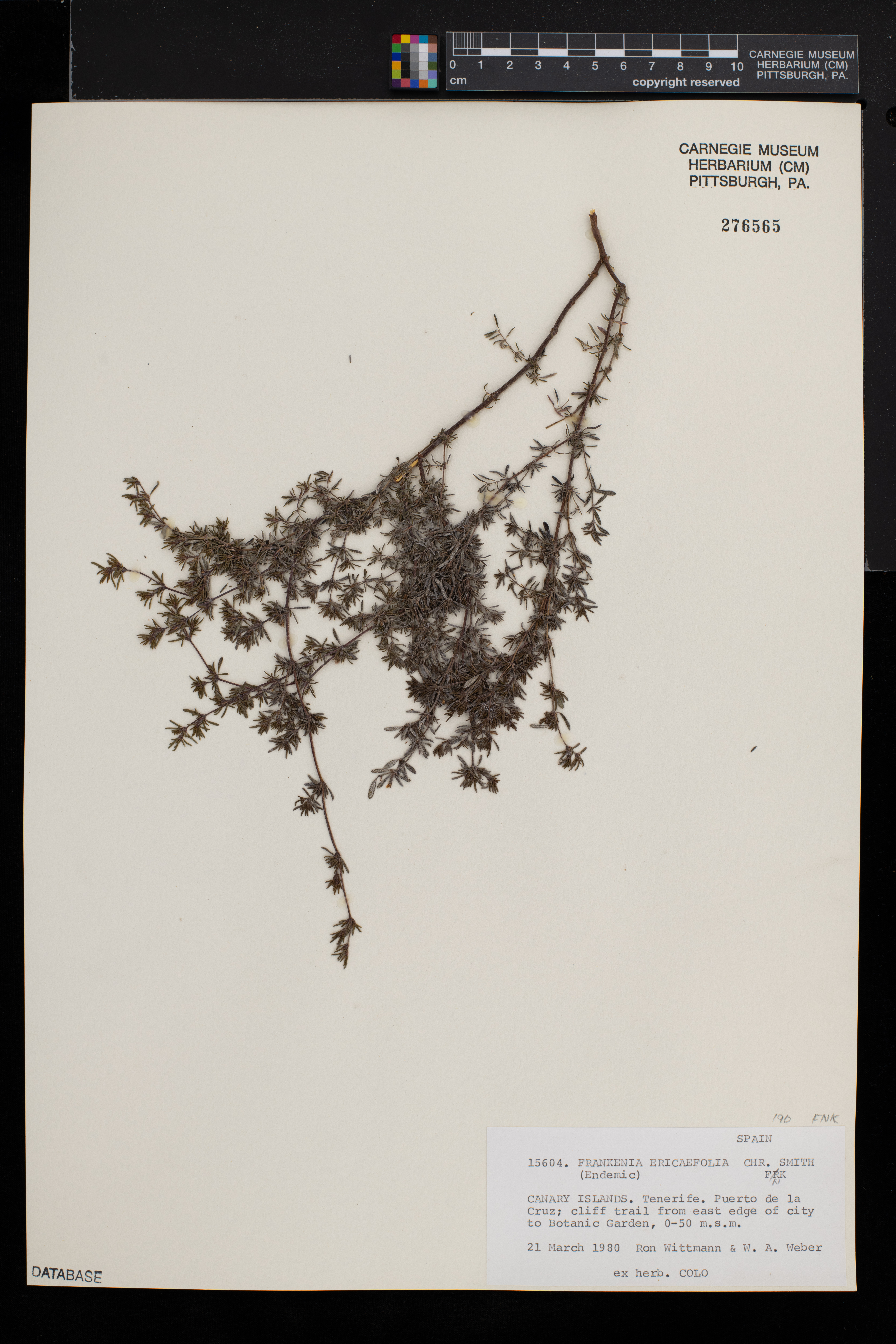 Frankenia ericifolia image