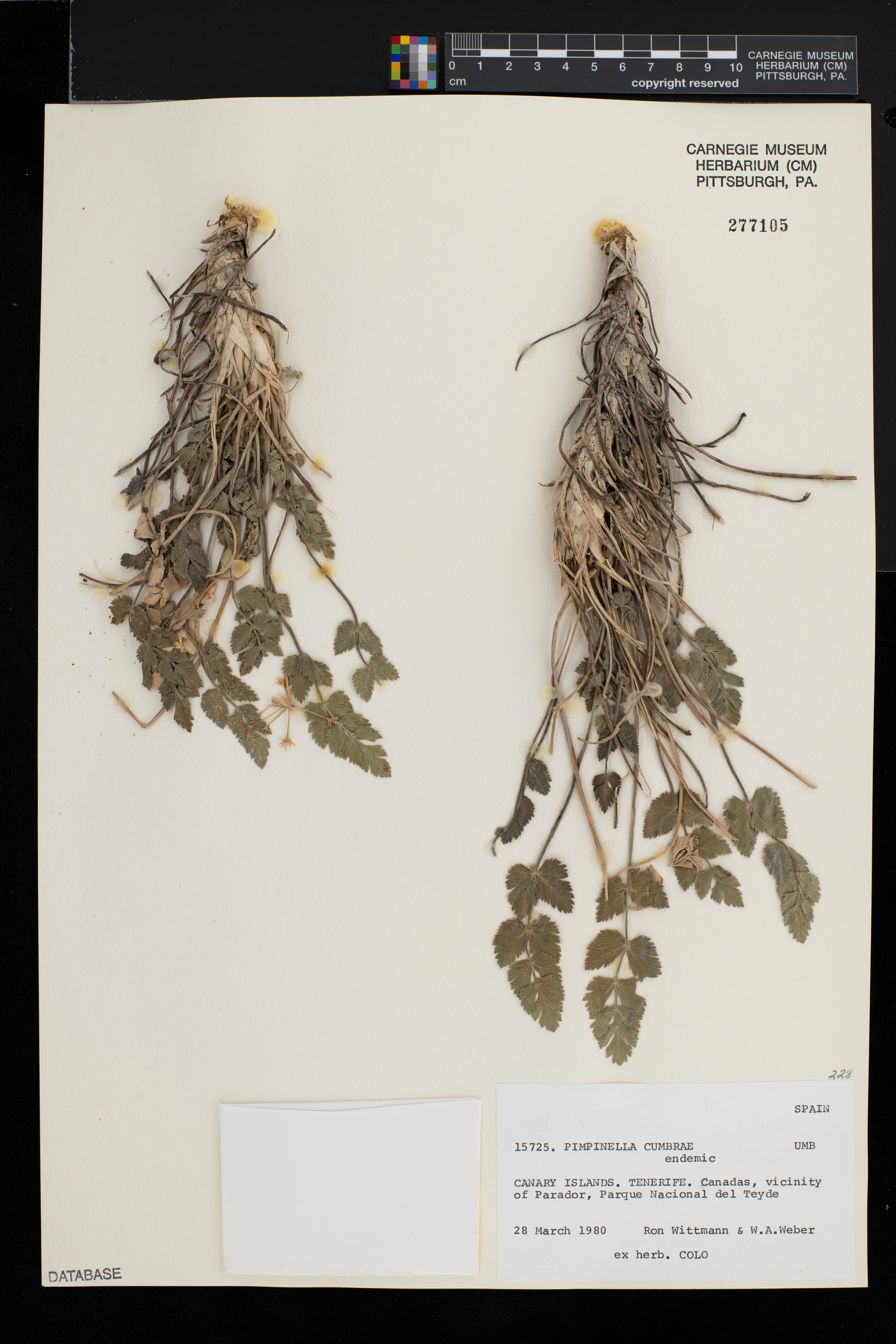 Pimpinella cumbrae image