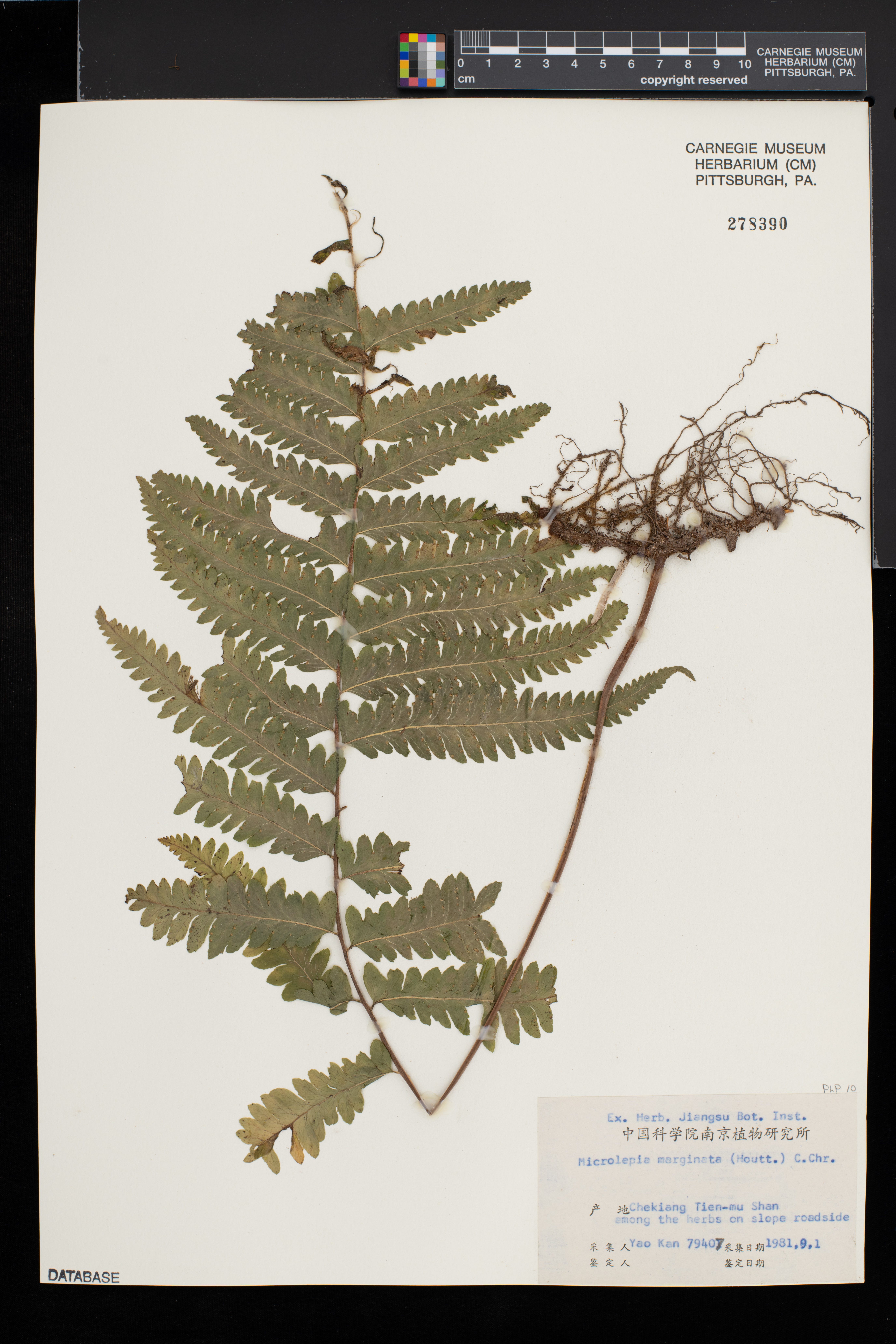Microlepia marginata image
