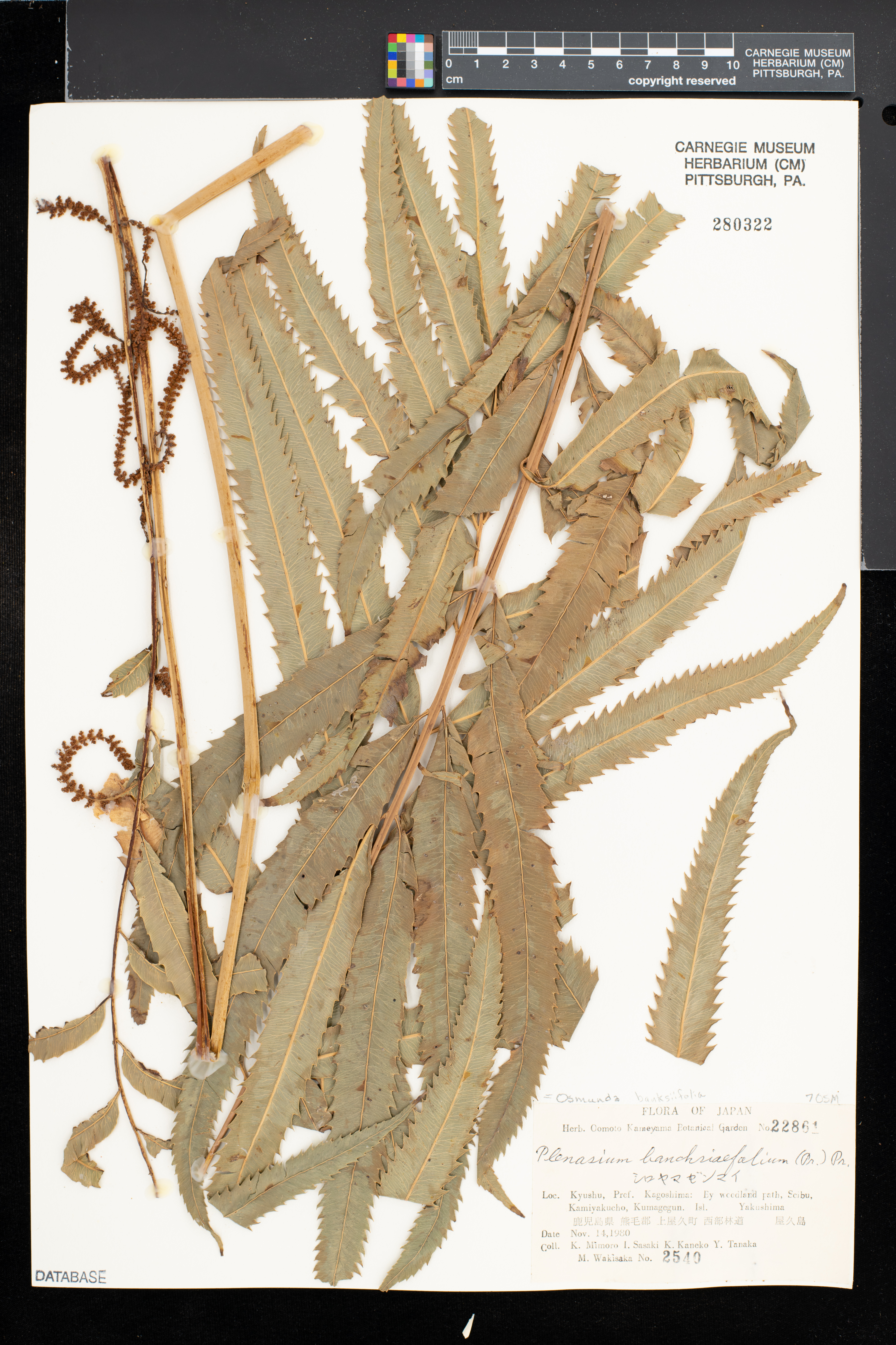 Plenasium banksiifolium image