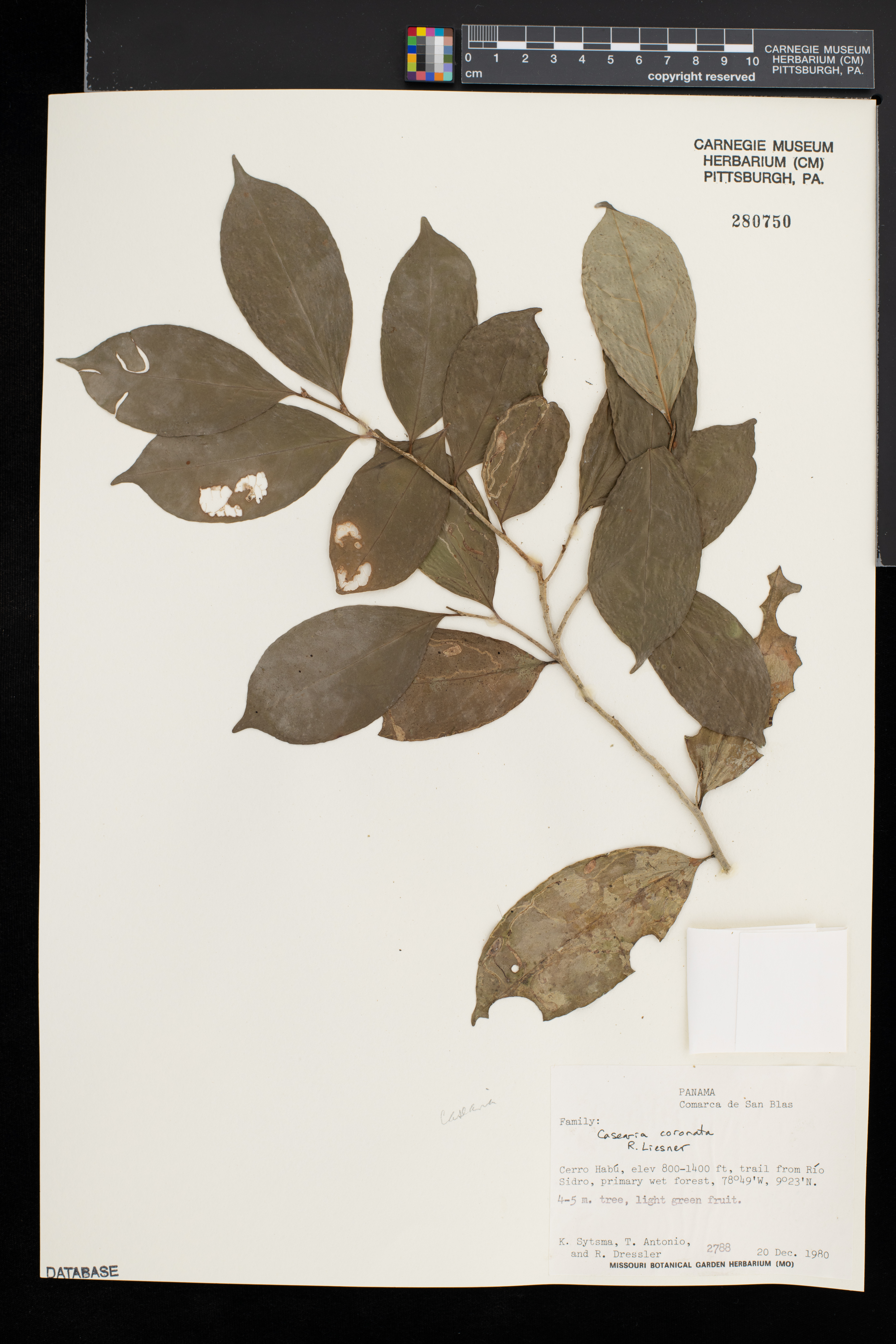 Casearia coronata image