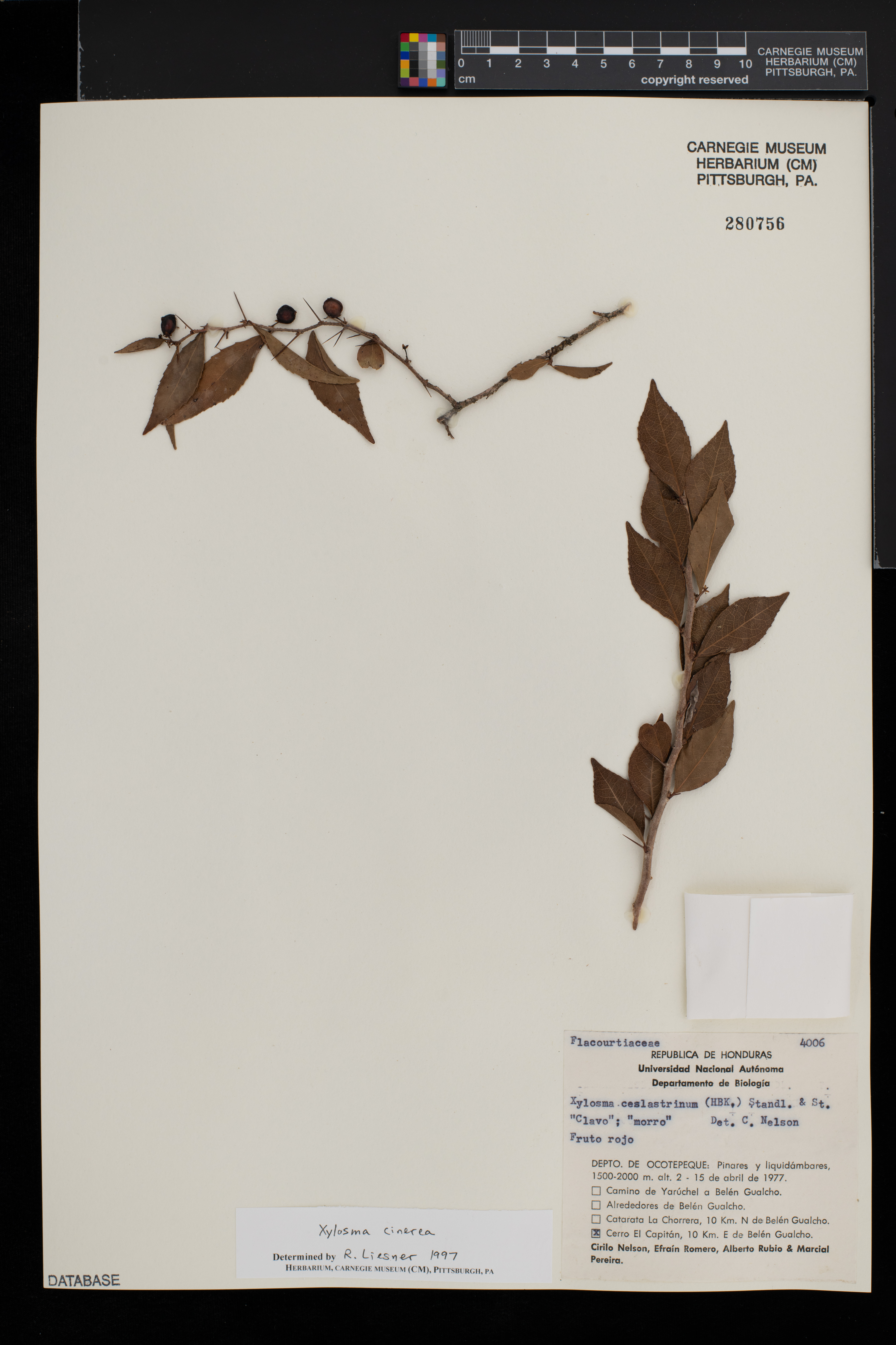 Xylosma cinerea image