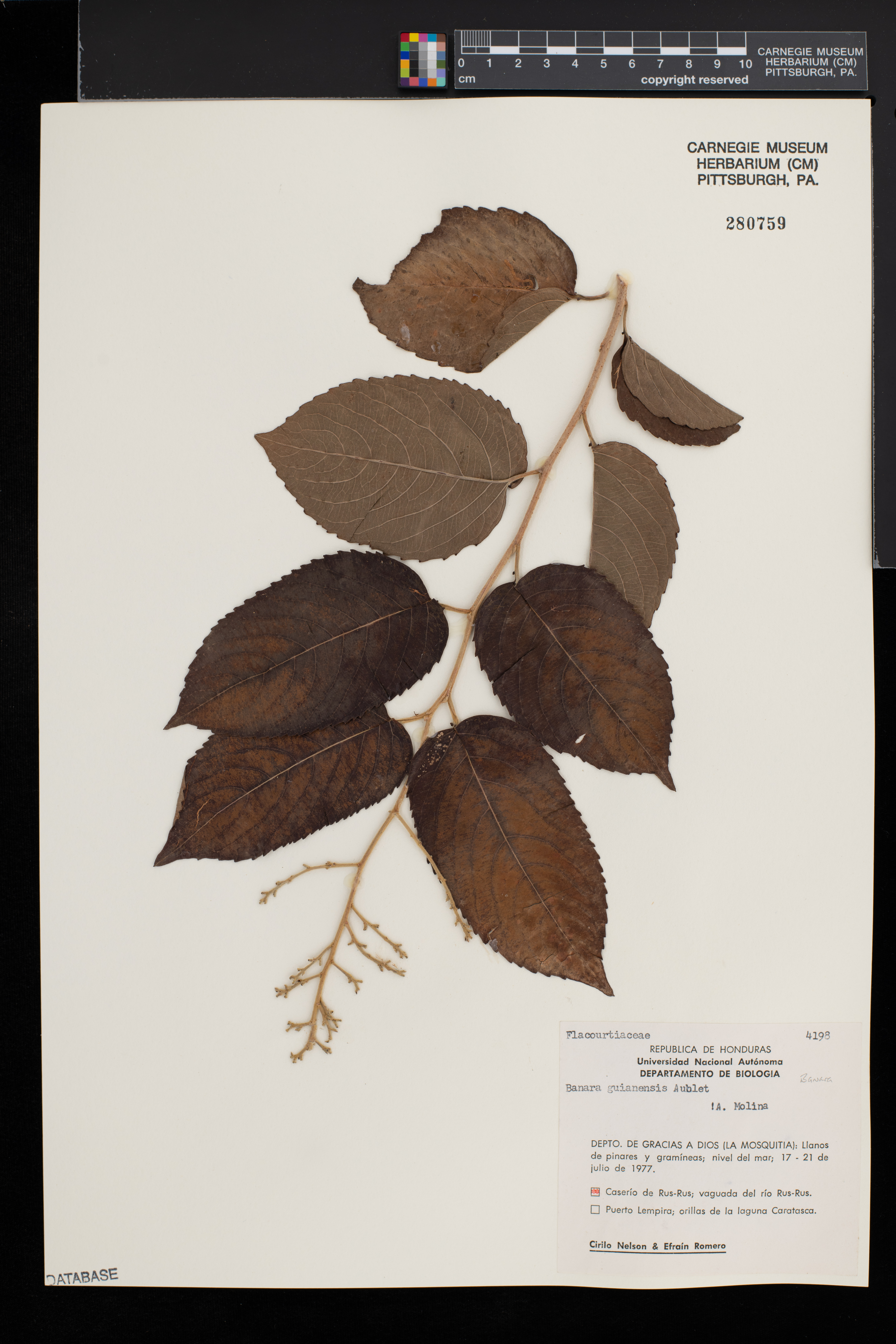 Banara guianensis image