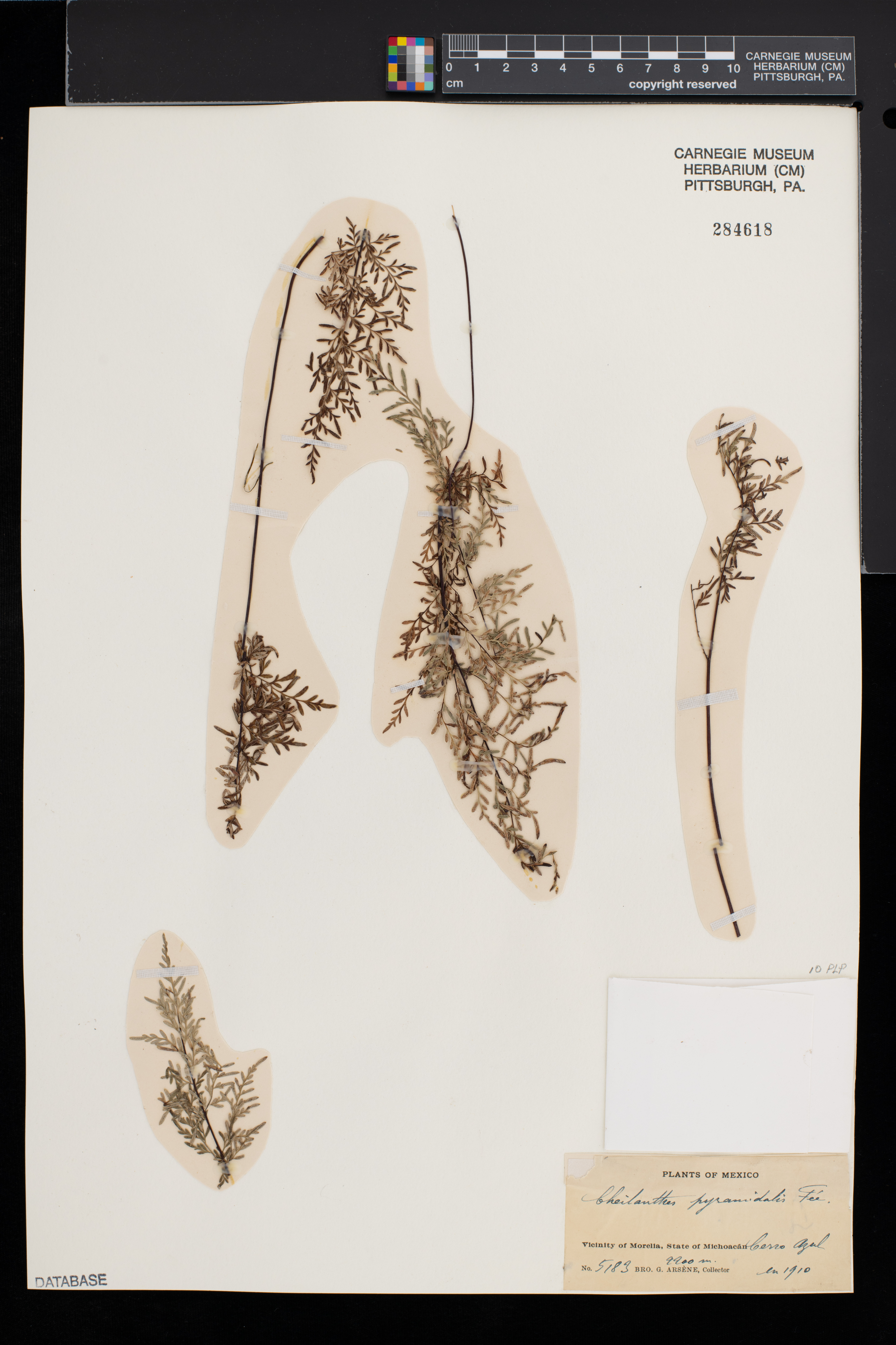 Cheilanthes hirsuta image