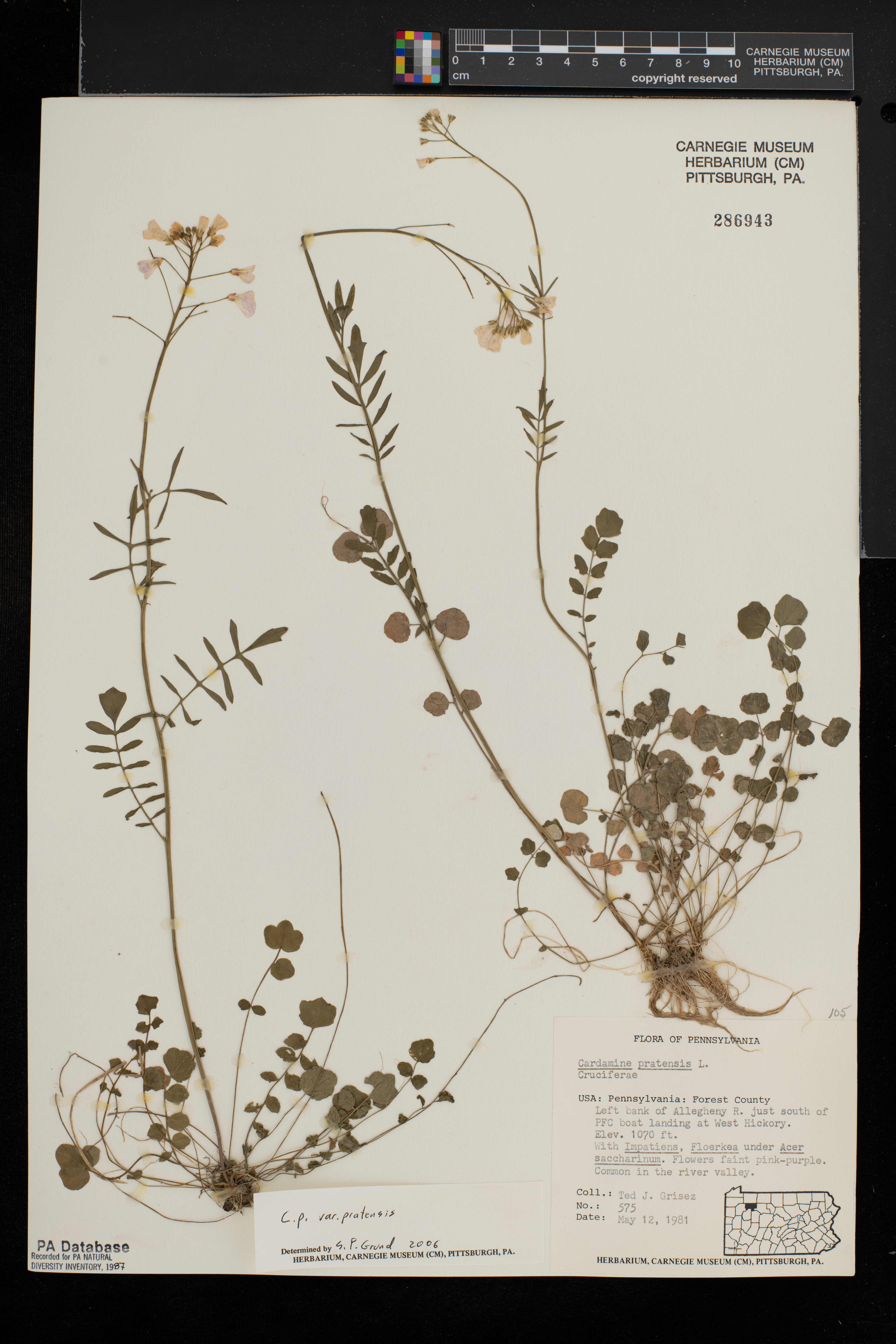 Cardamine pratensis var. pratensis image