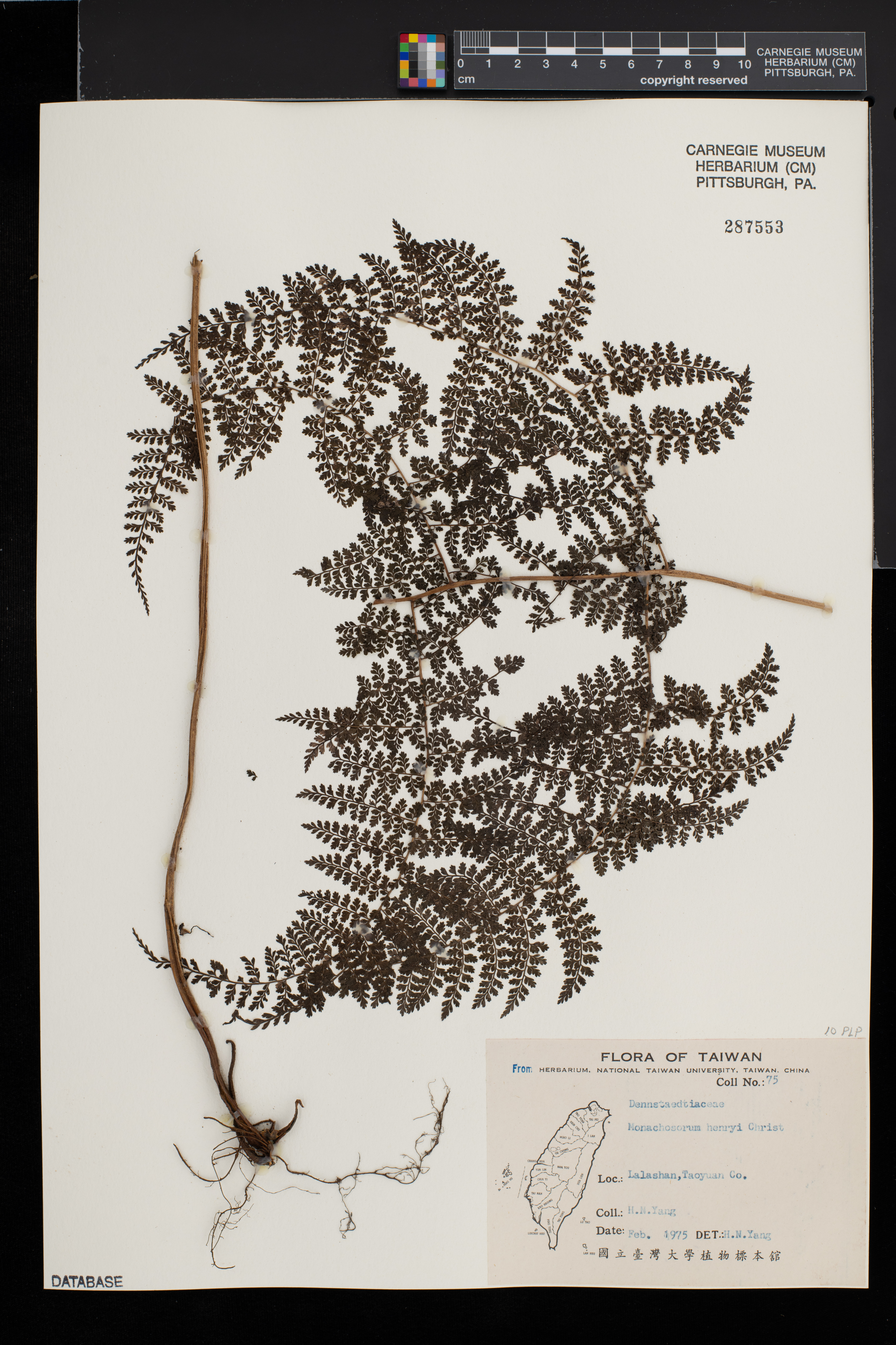 Monachosorum henryi image