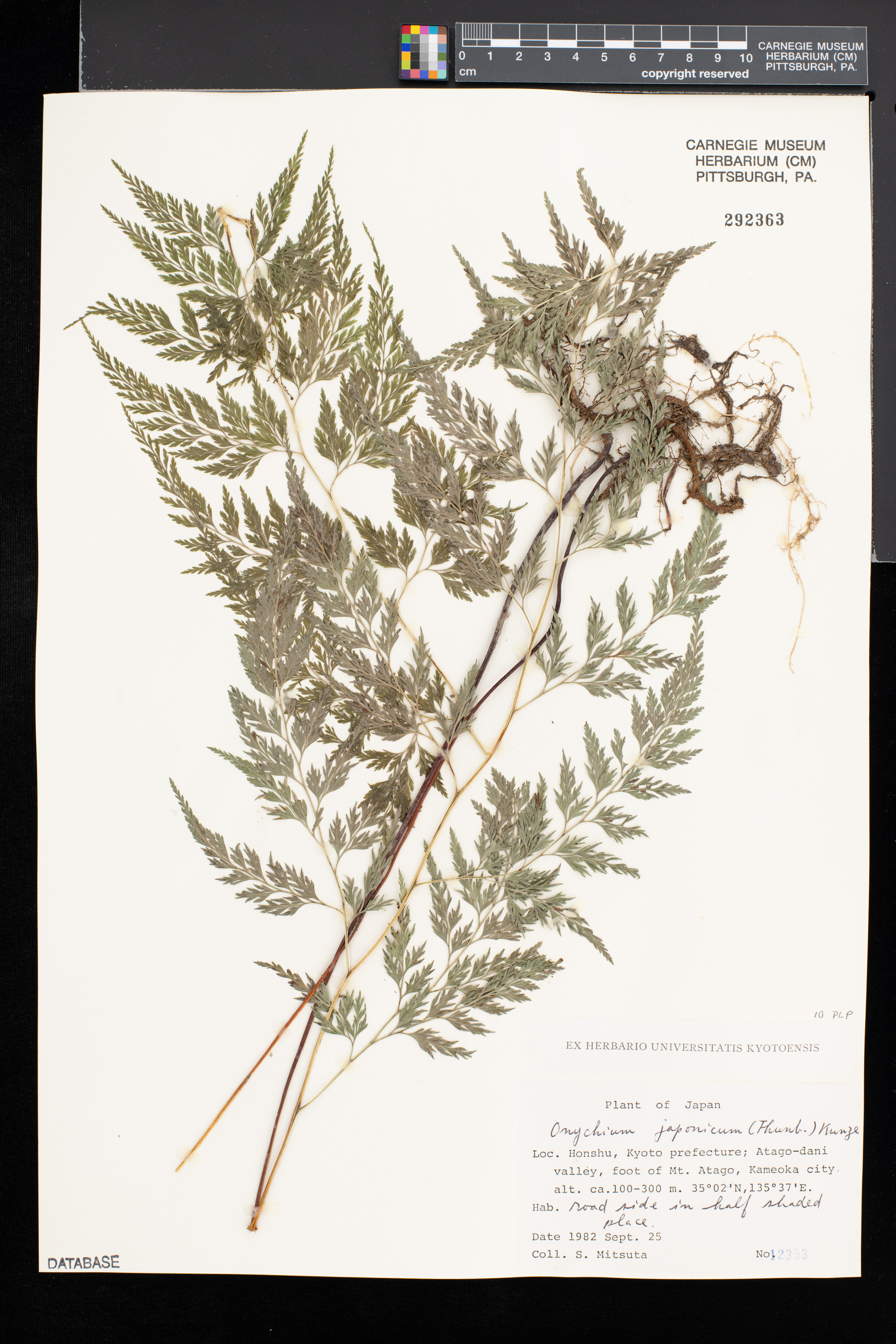Onychium japonicum image