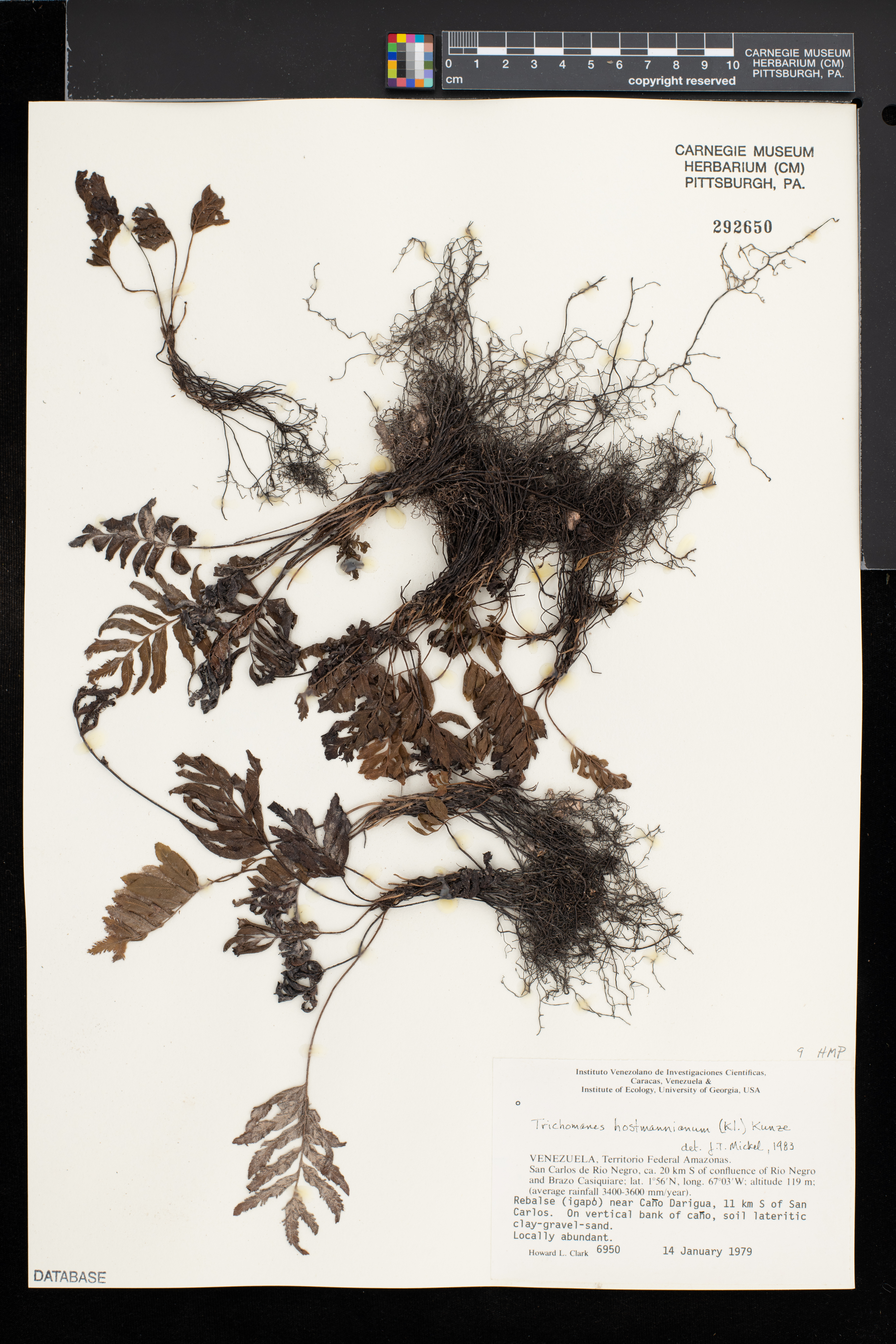 Trichomanes hostmannianum image