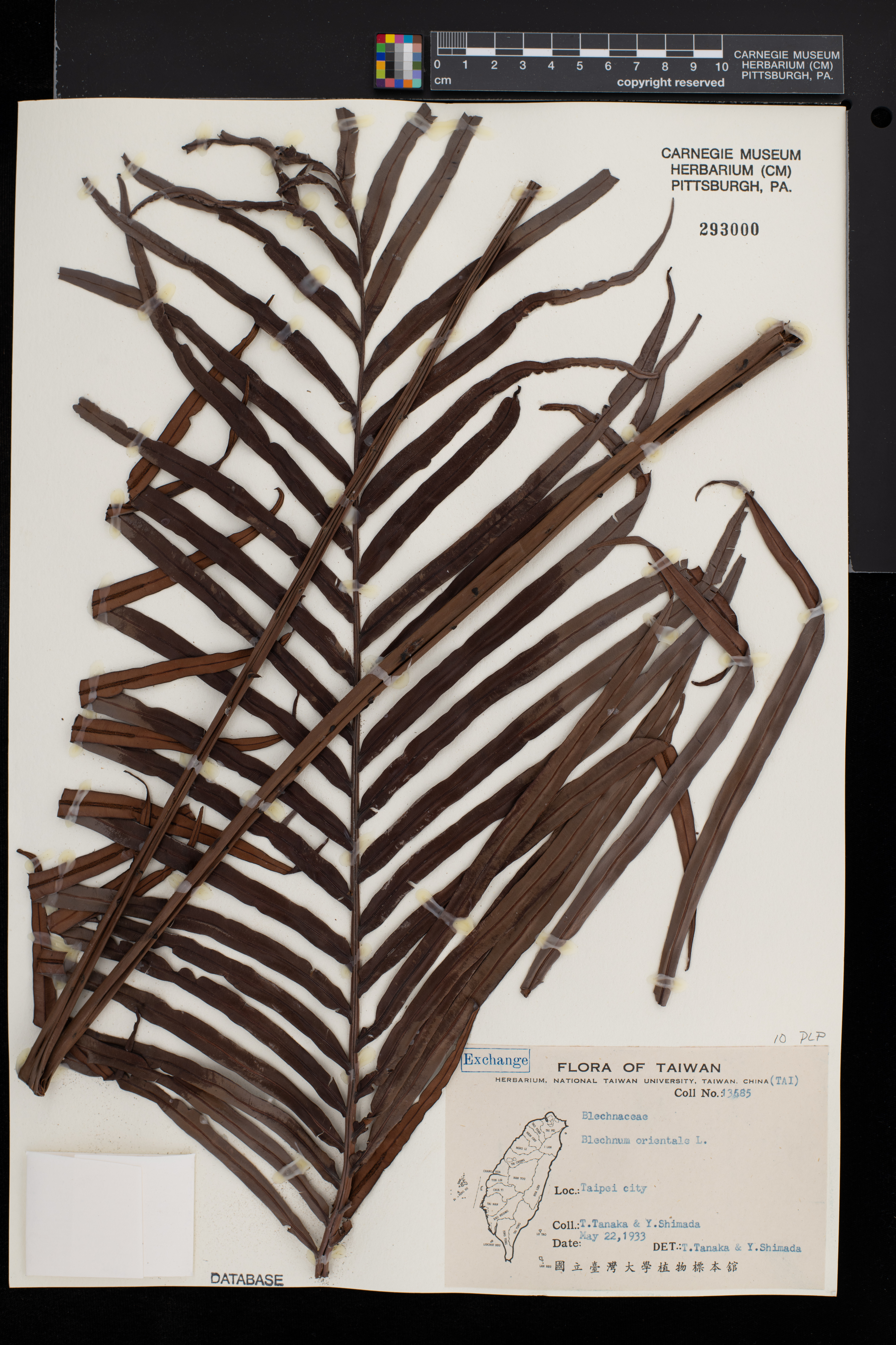 Blechnum orientale image
