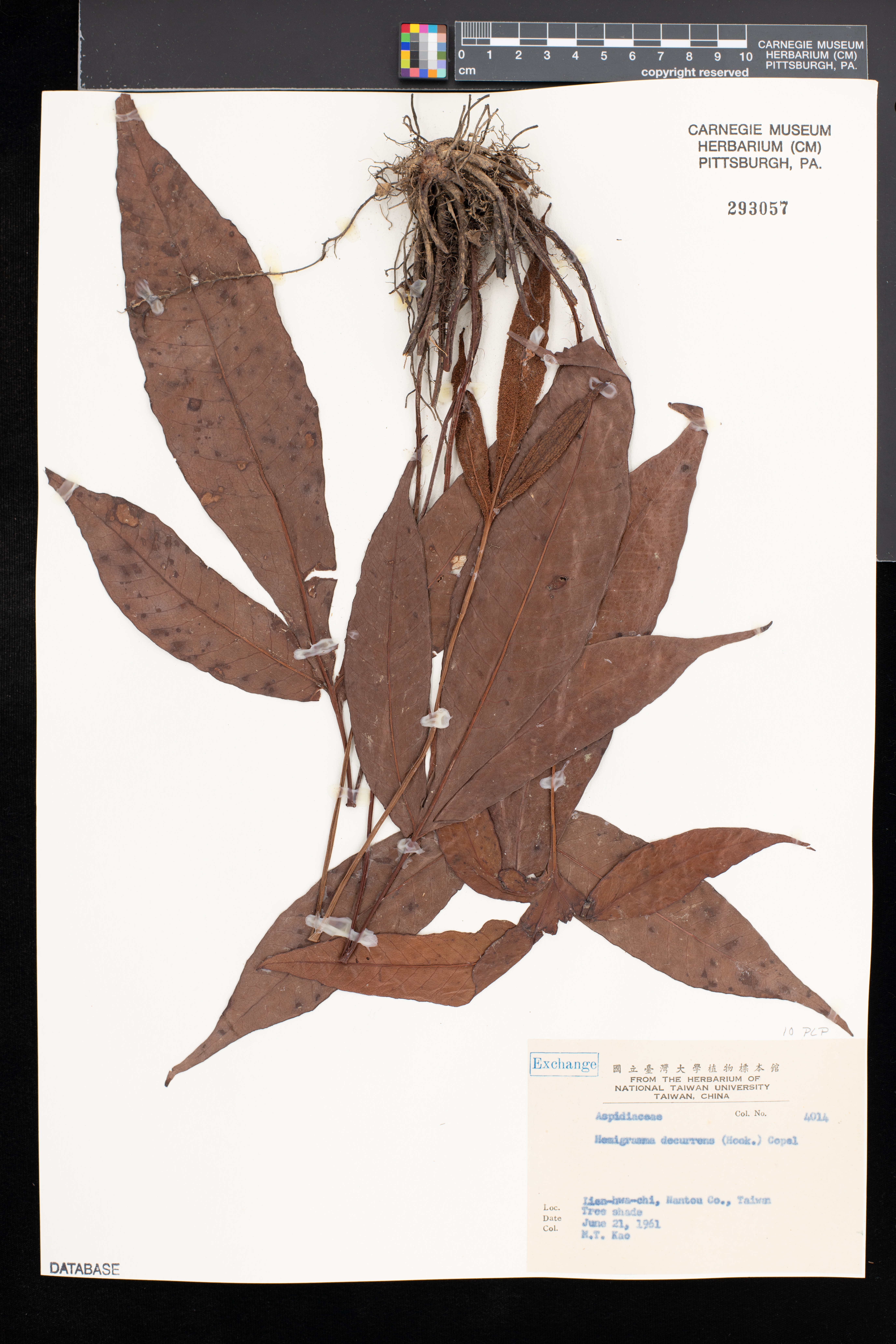 Gymnopteris decurrens image