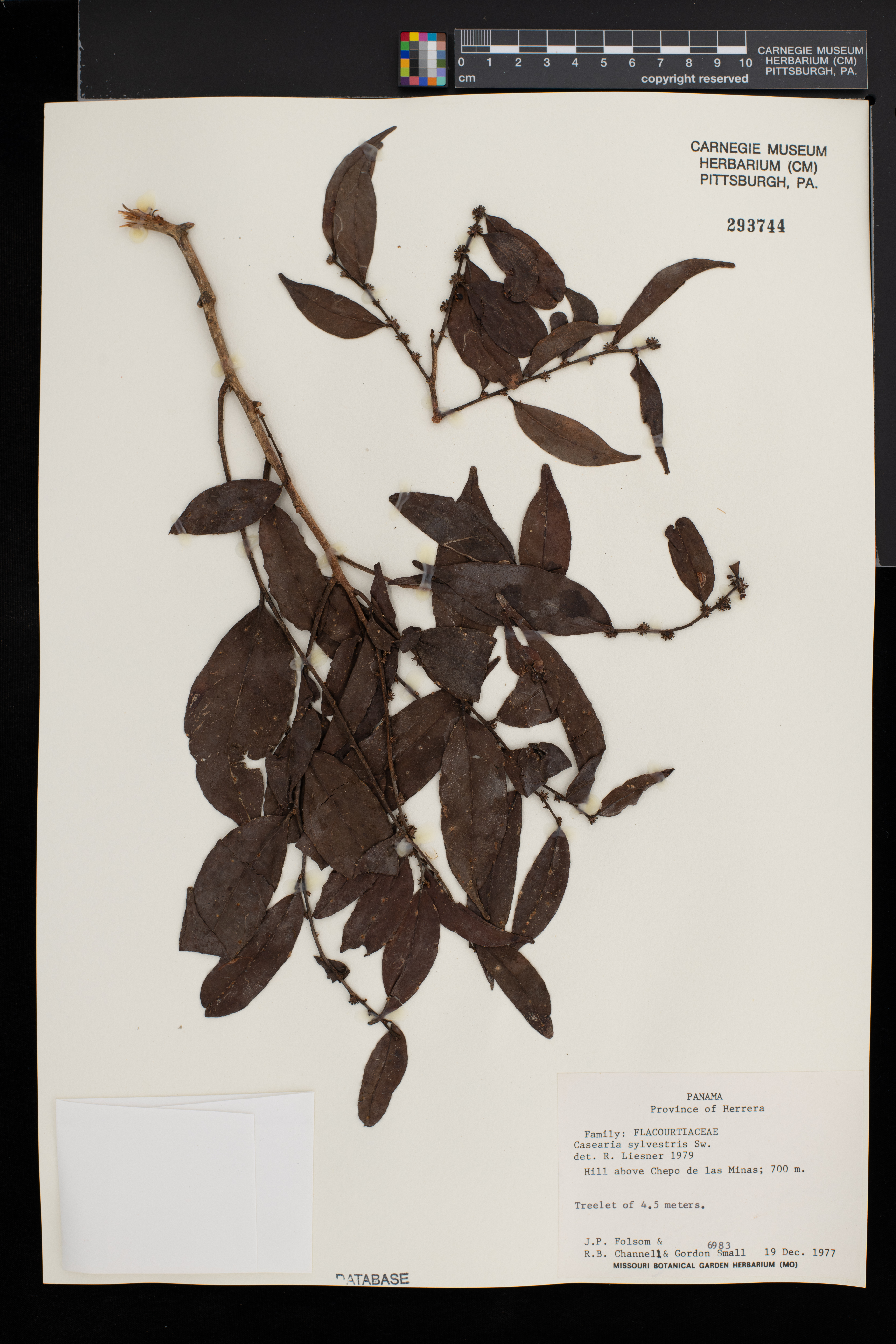 Casearia sylvestris image