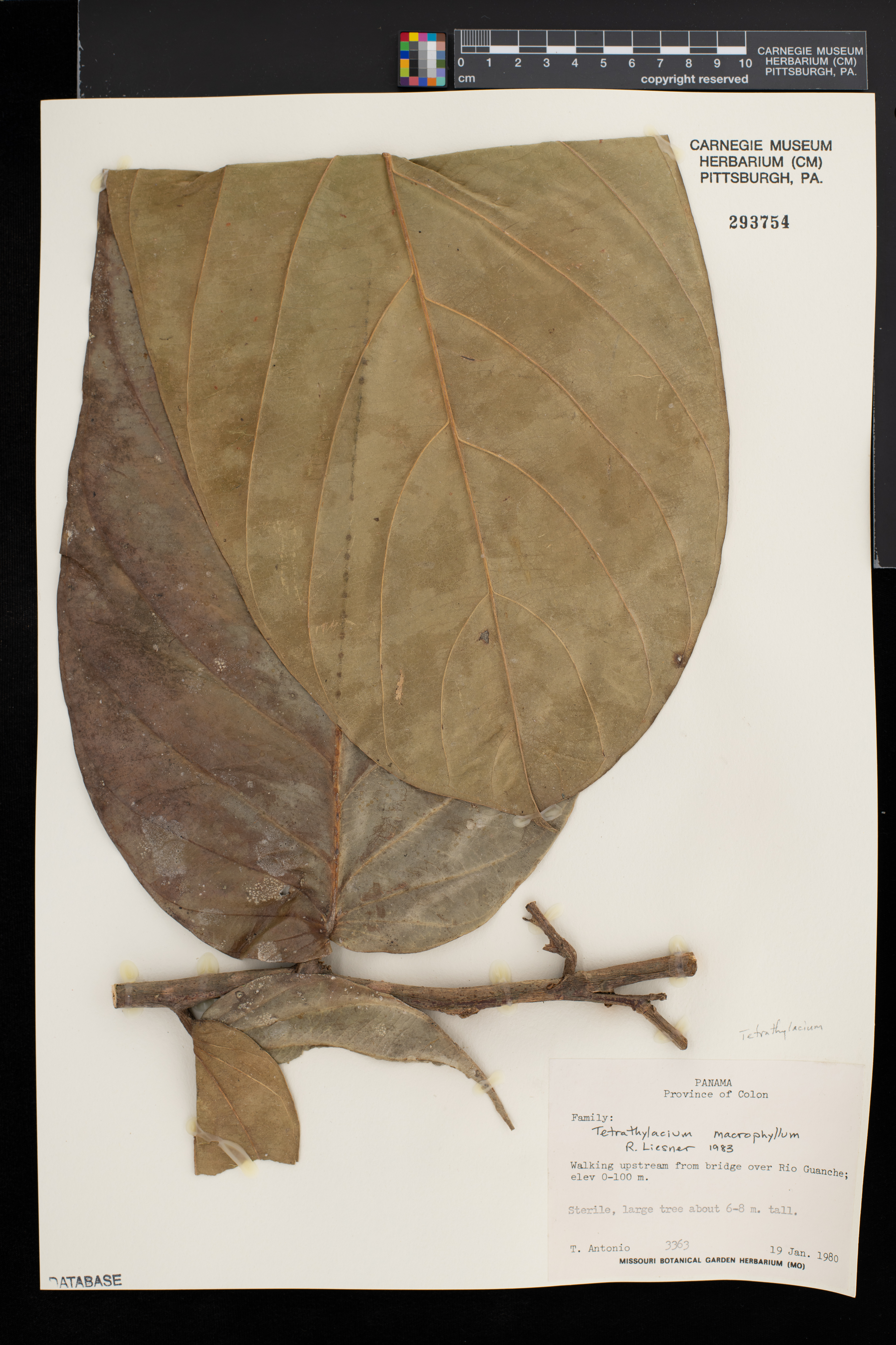 Tetrathylacium macrophyllum image