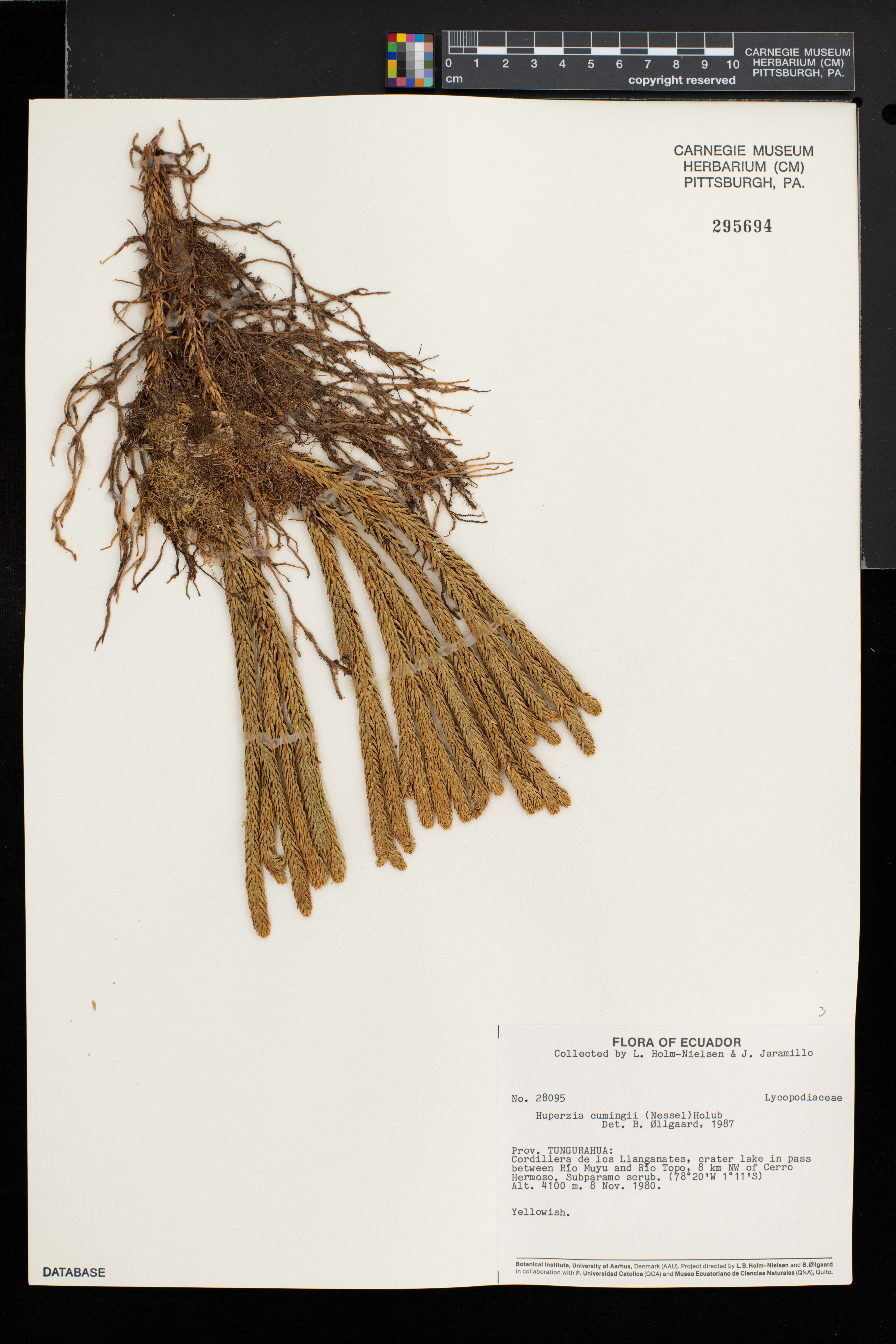 Phlegmariurus cumingii image