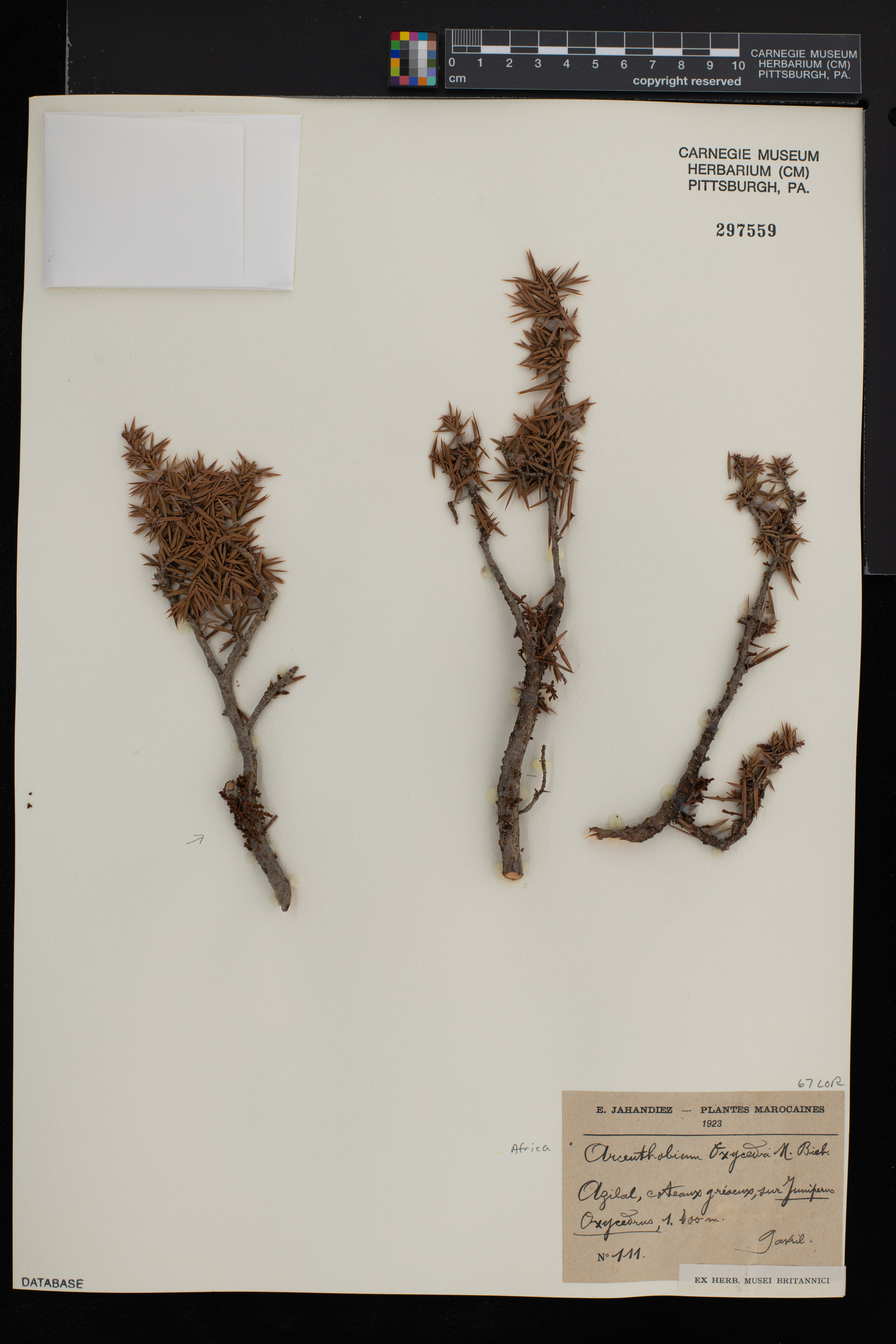 Arceuthobium oxycedri image
