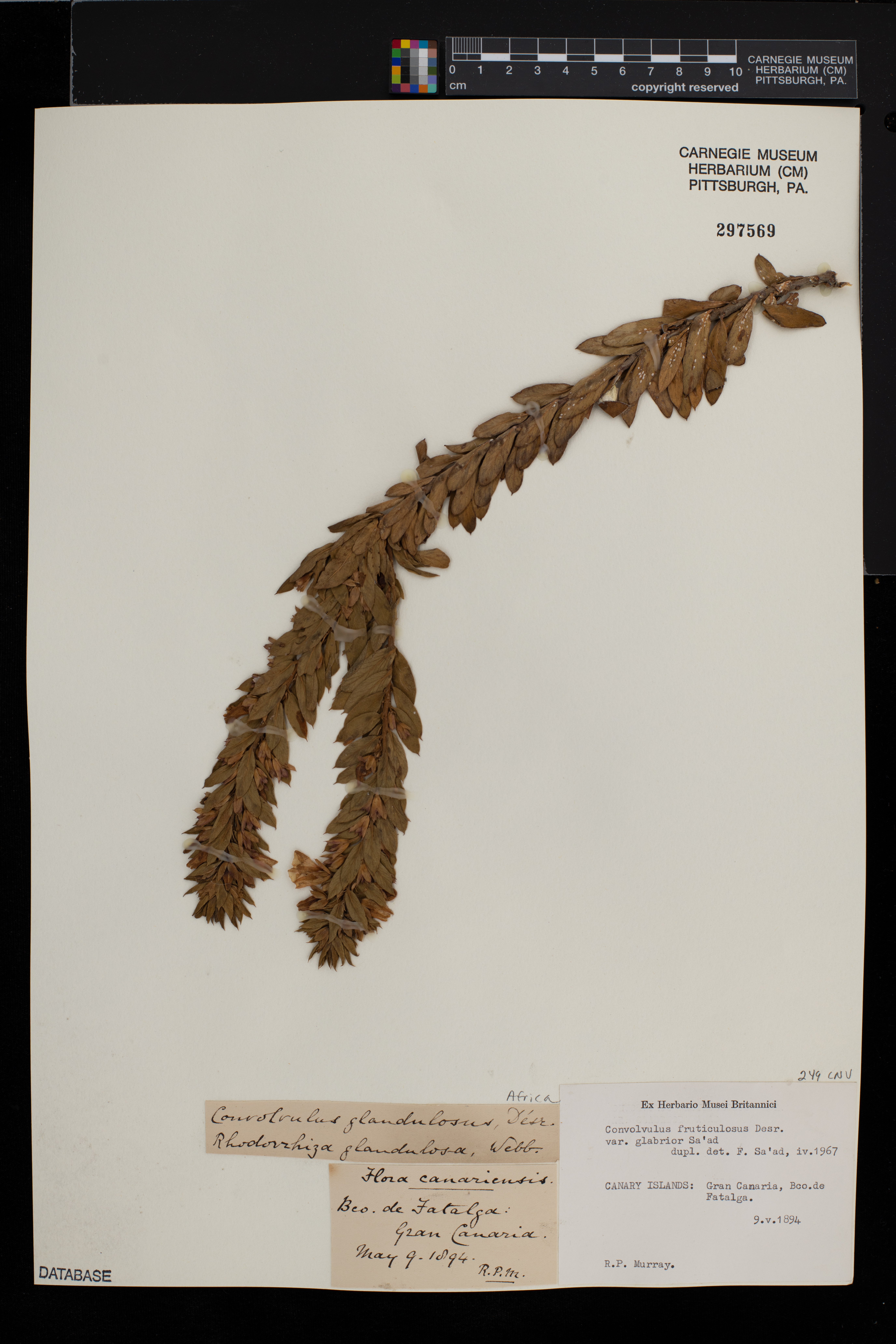 Convolvulus fruticulosus image