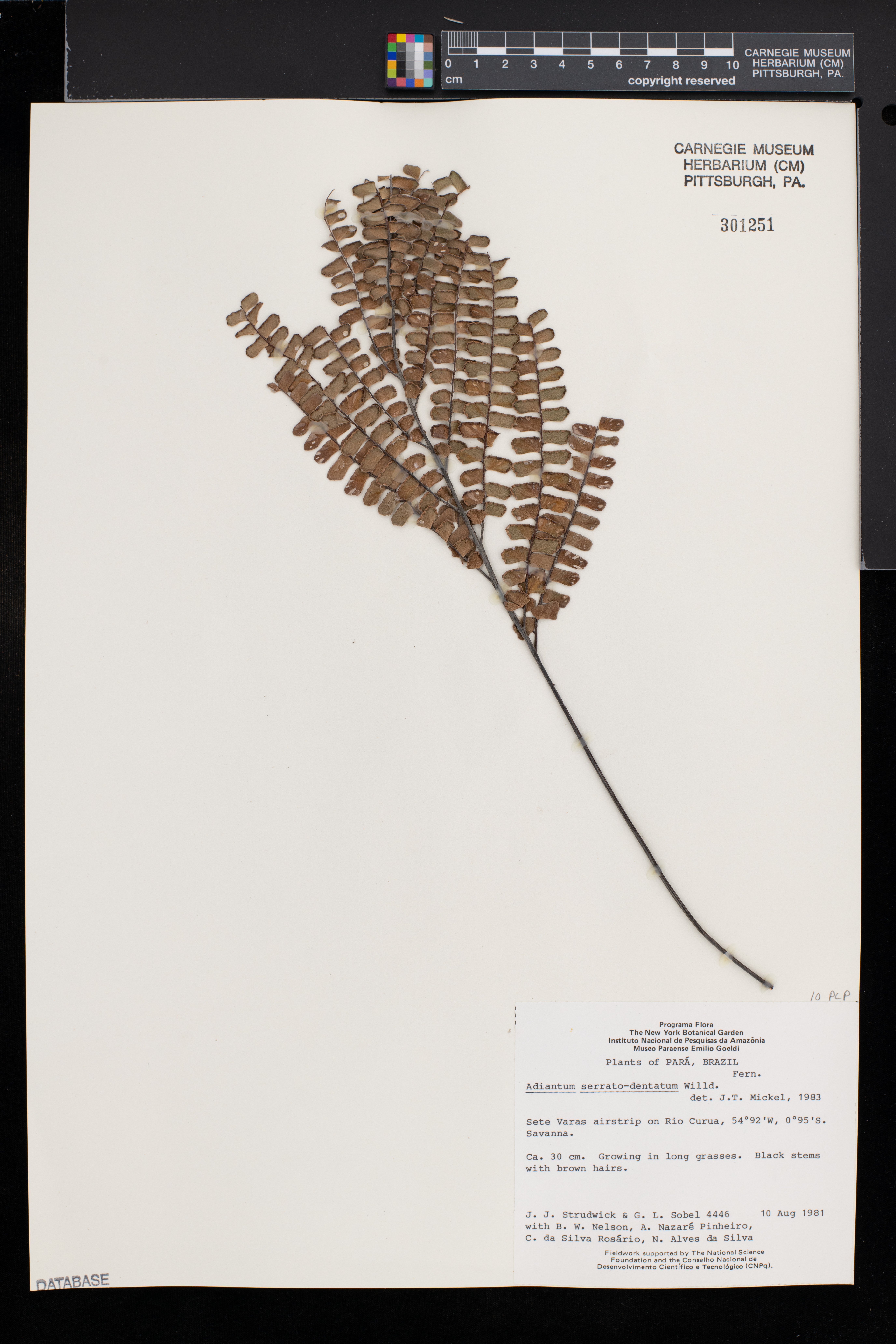 Adiantum serratodentatum image