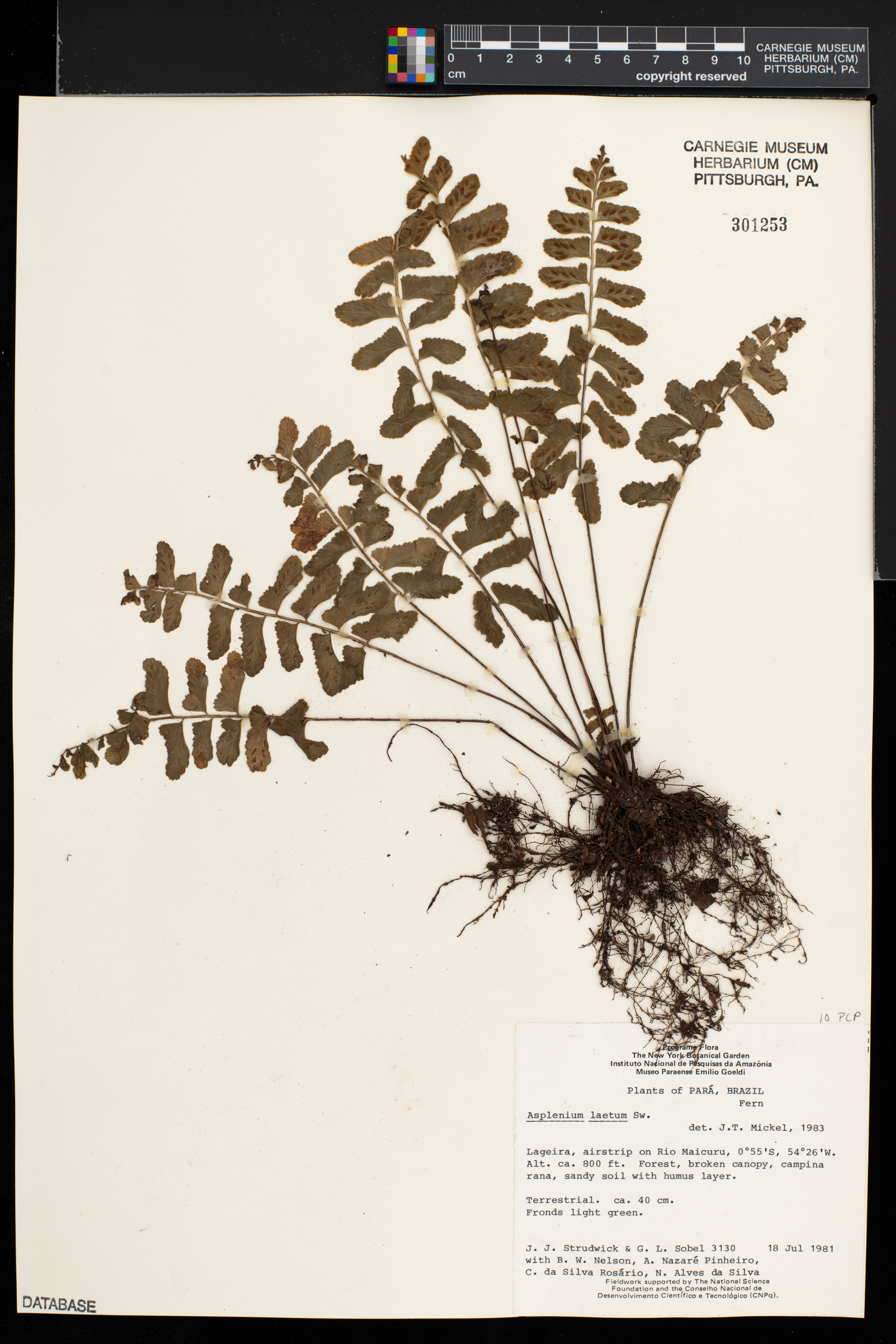 Asplenium laetum image