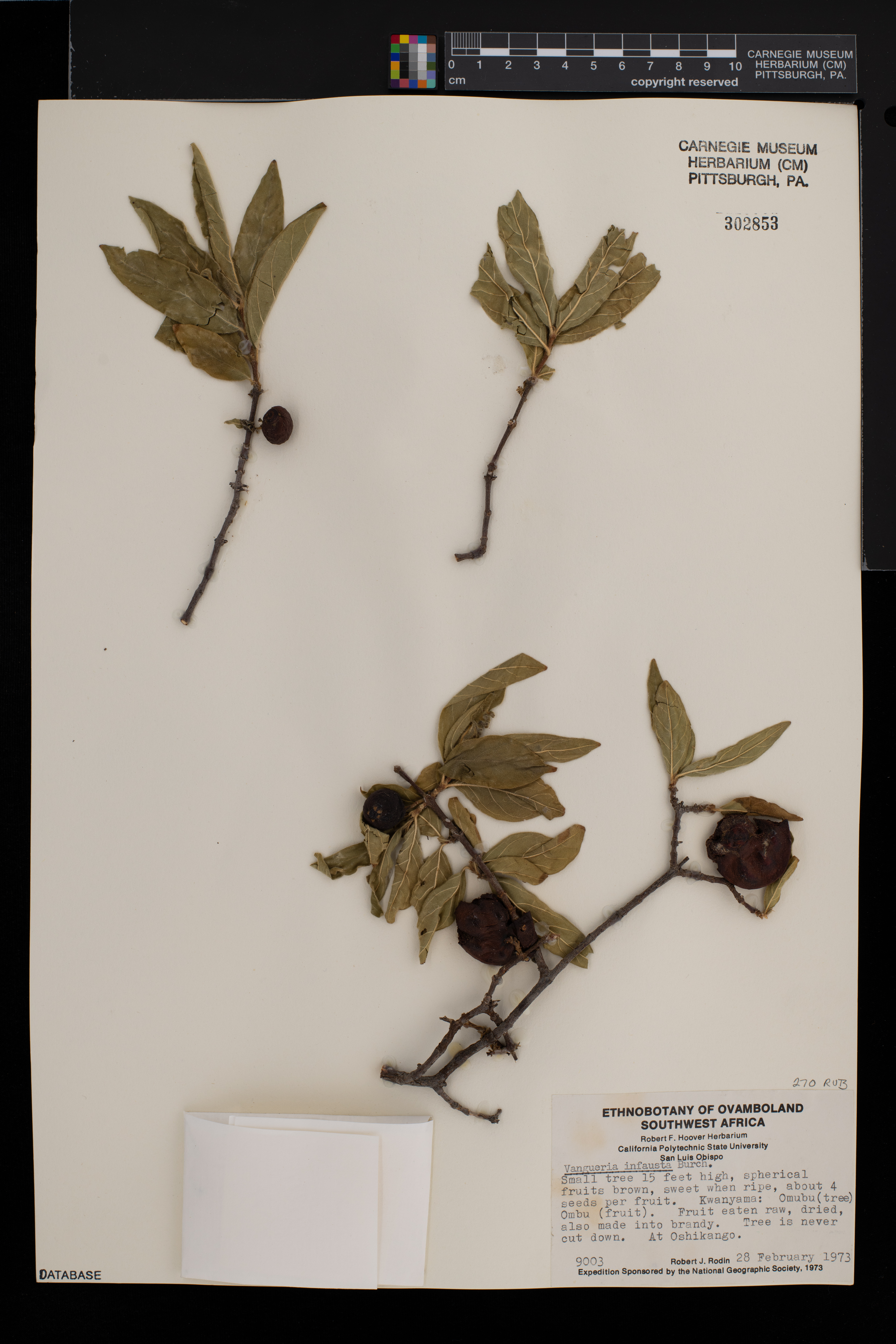 Vangueria infausta image