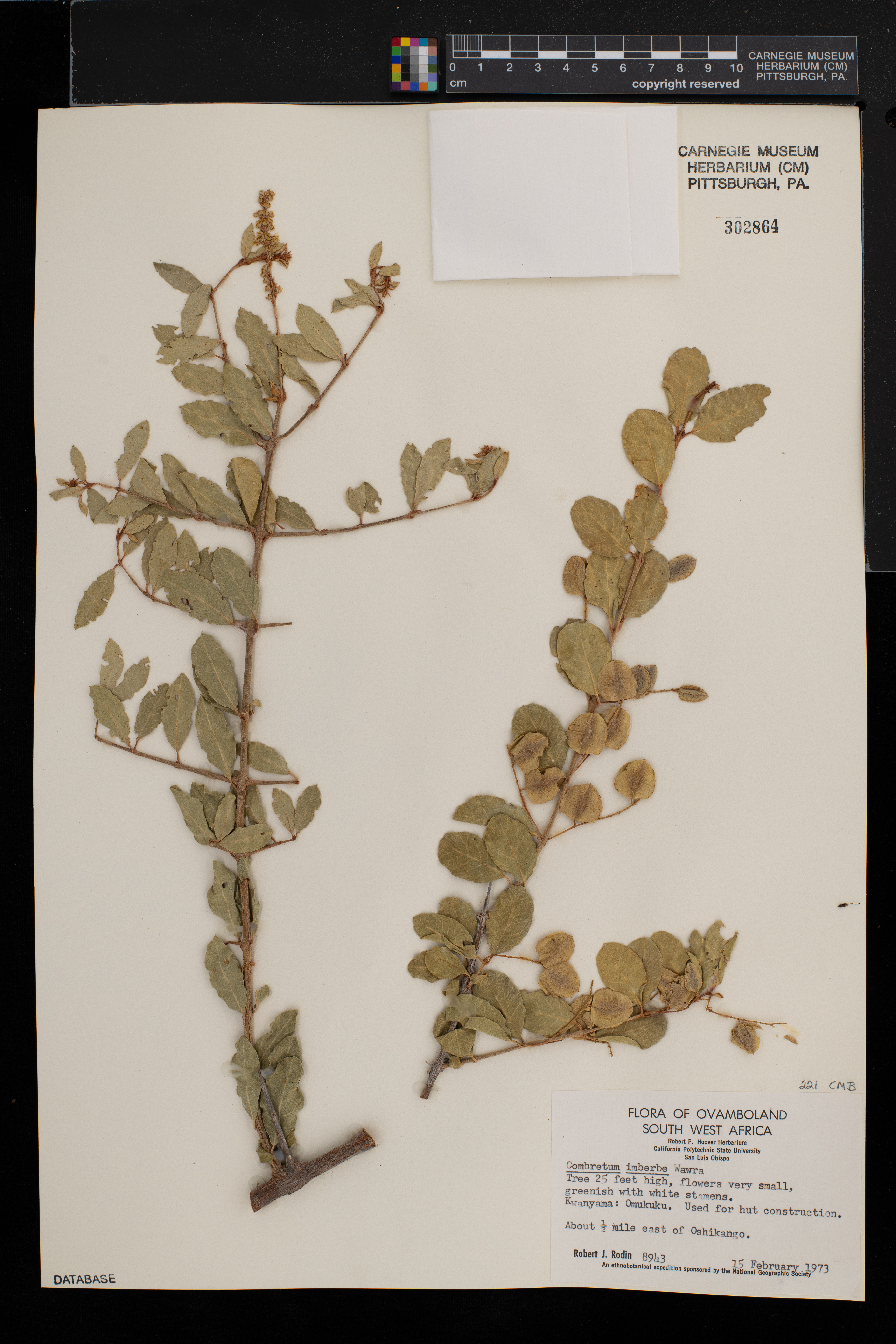 Combretum imberbe image