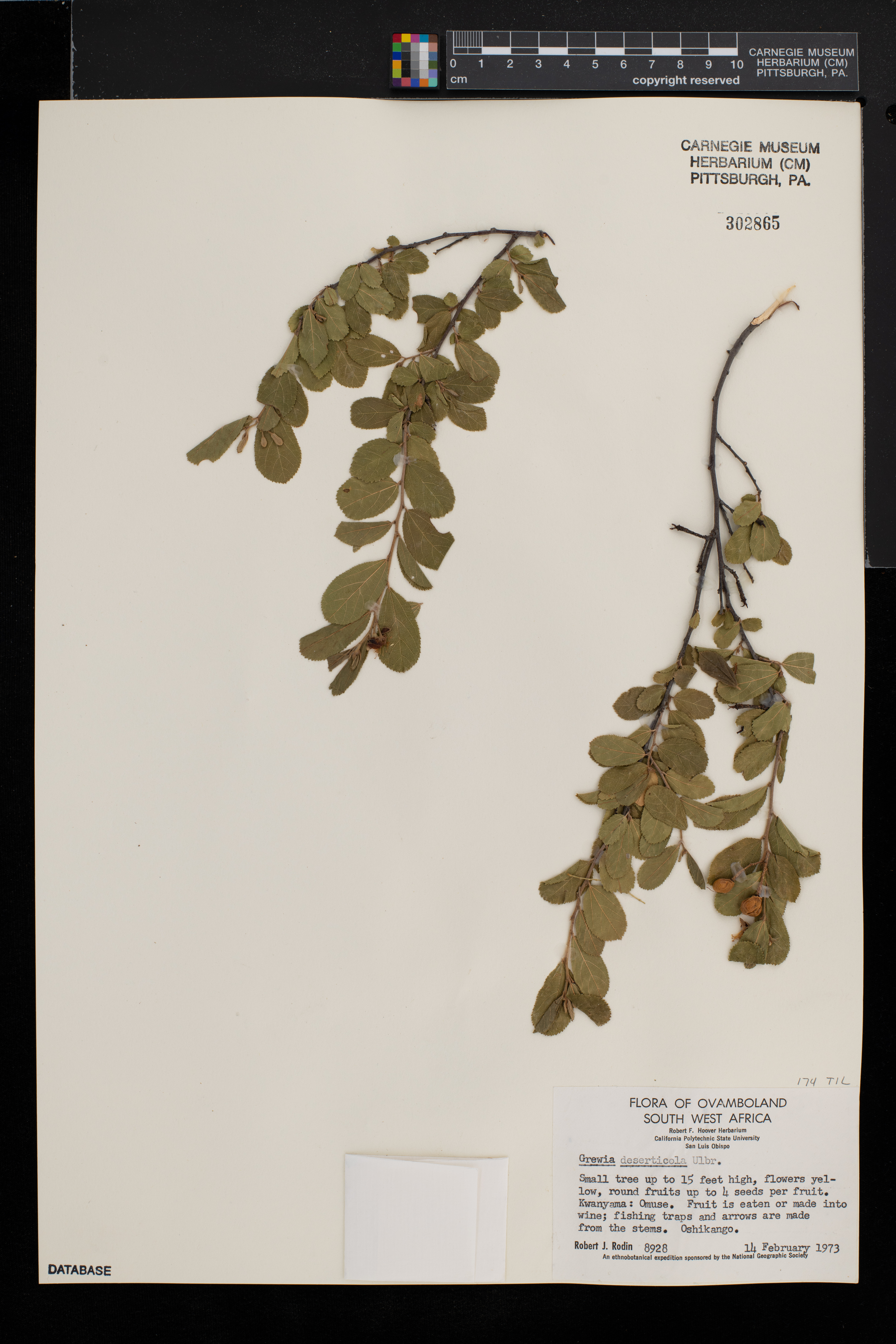 Grewia retinervis image