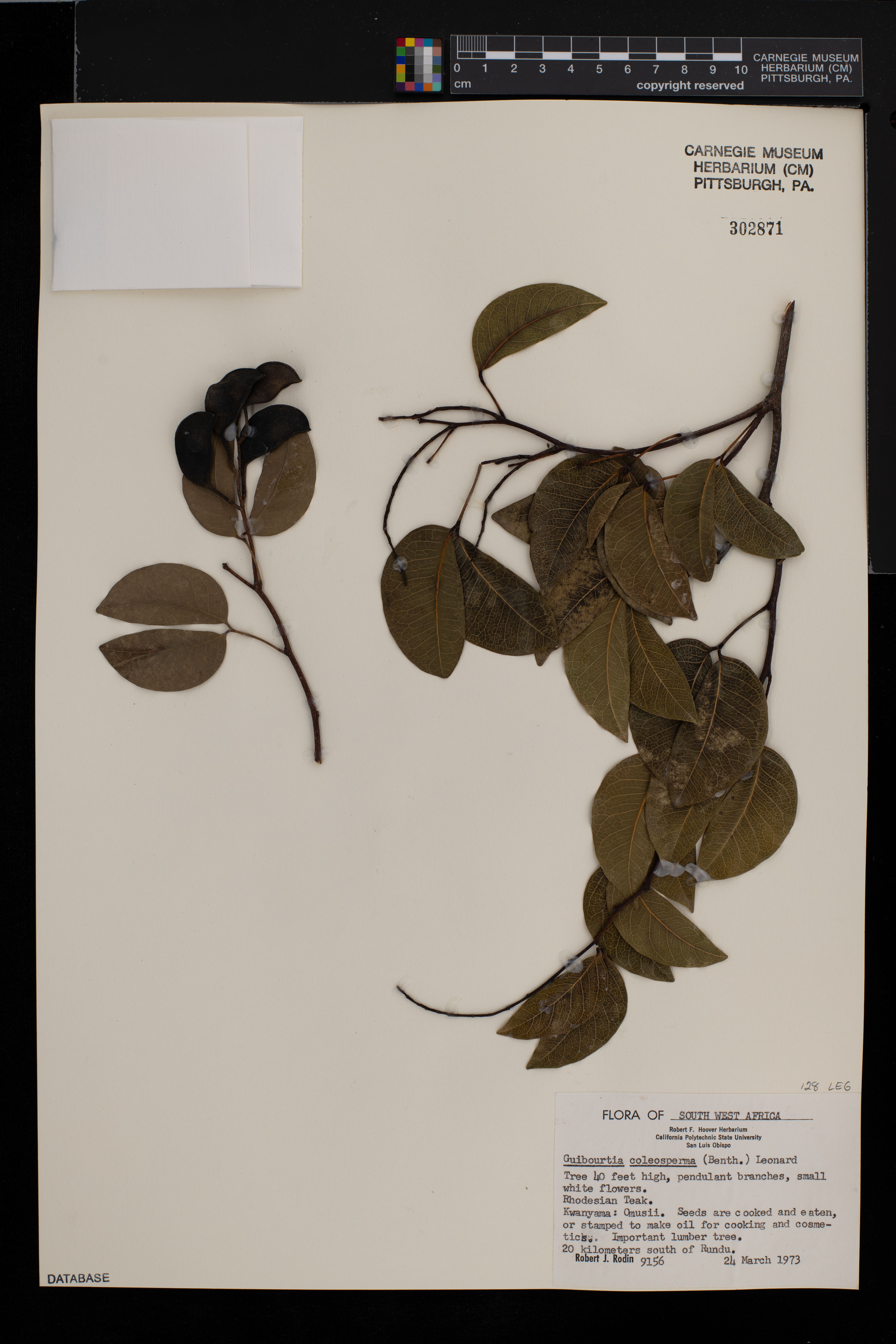 Guibourtia image