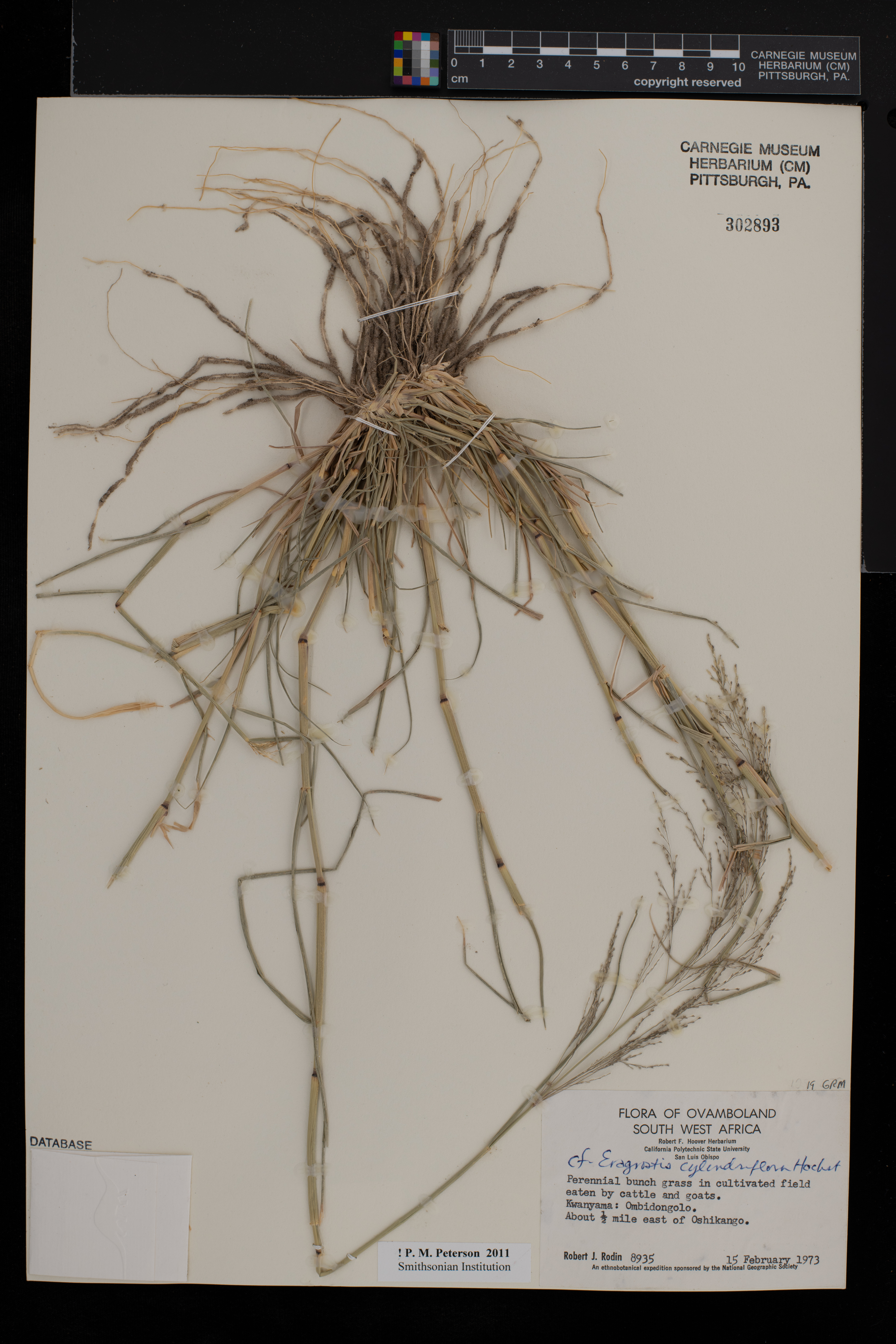 Eragrostis cylindriflora image