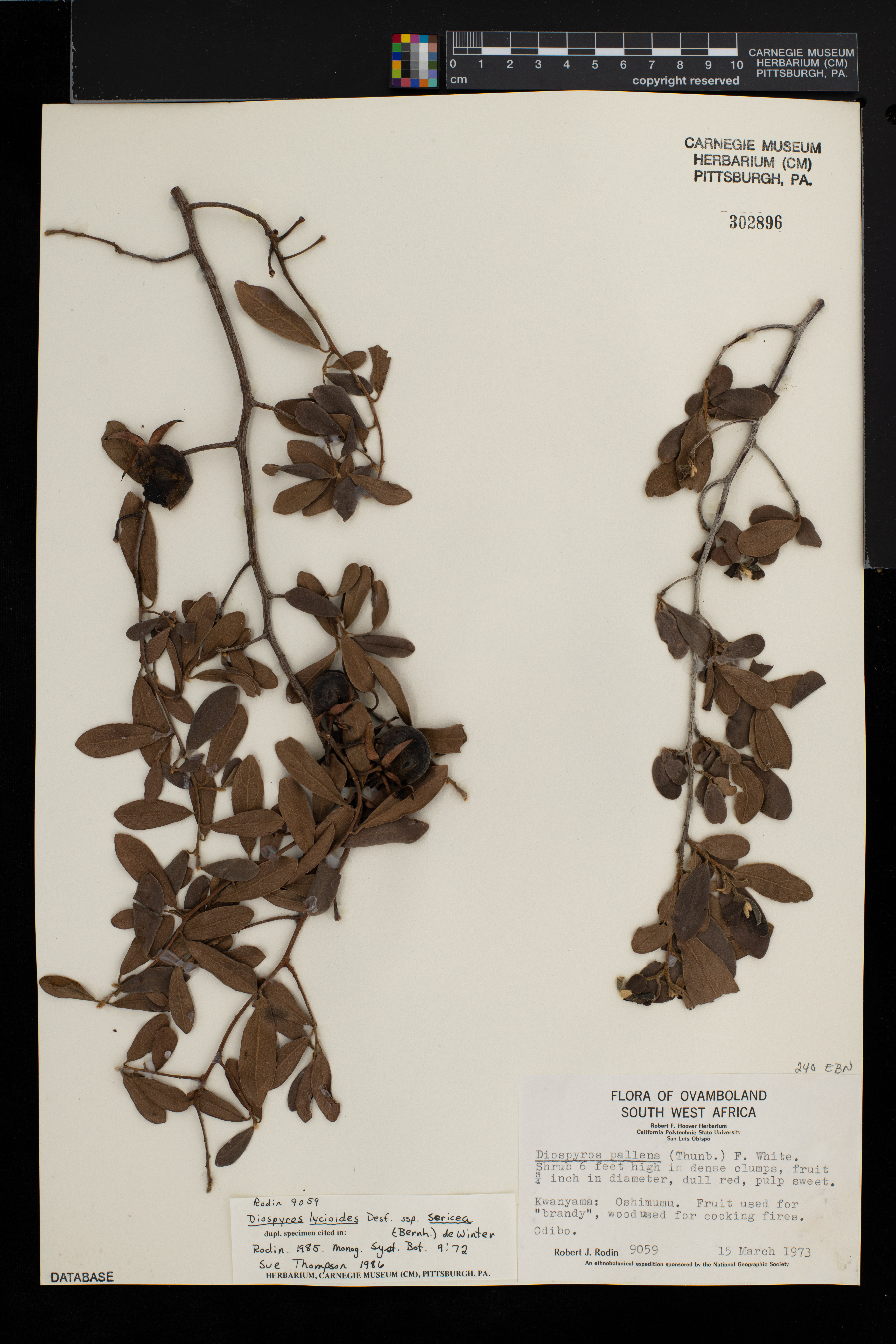 Diospyros lycioides subsp. sericea image