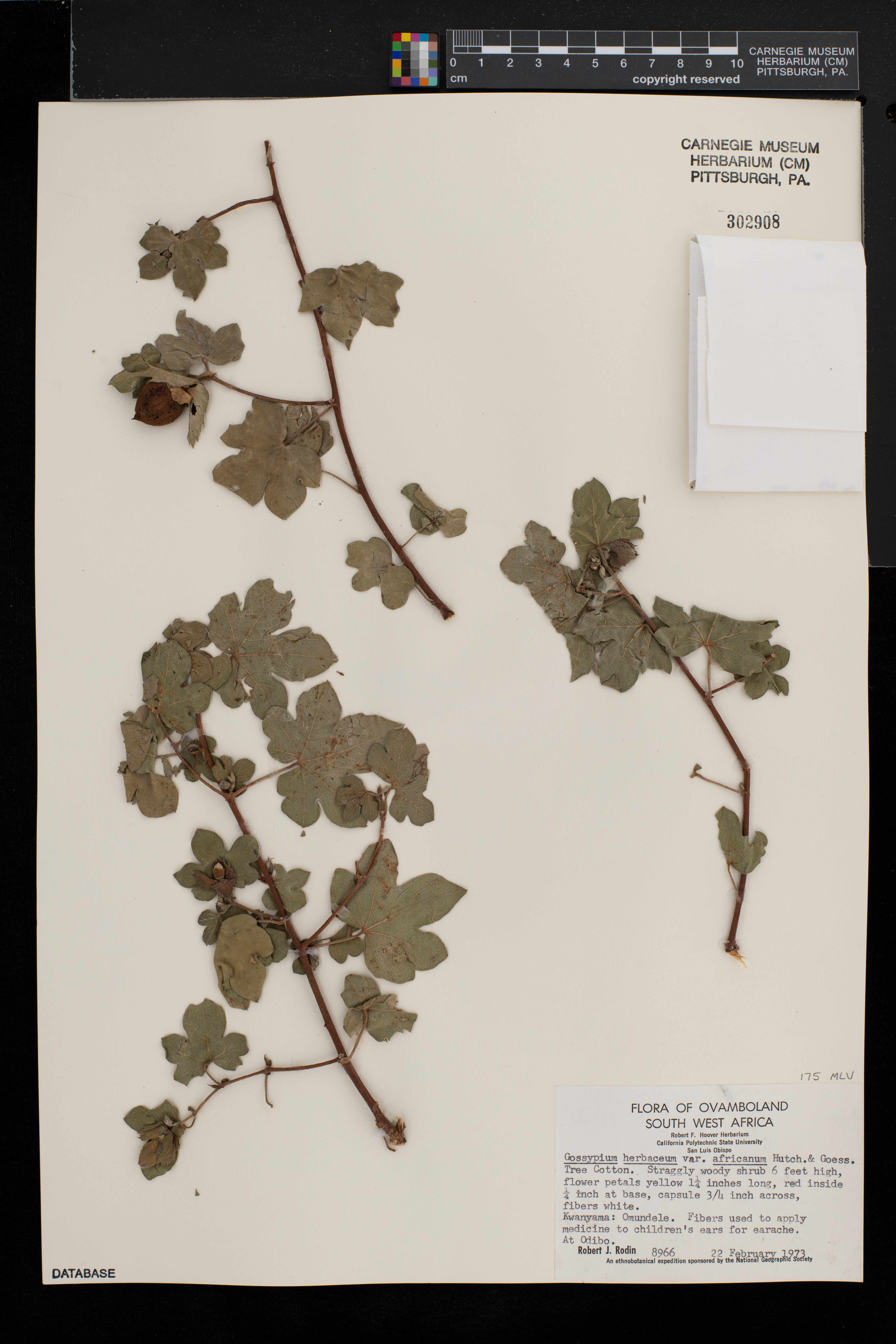Gossypium herbaceum subsp. africanum image