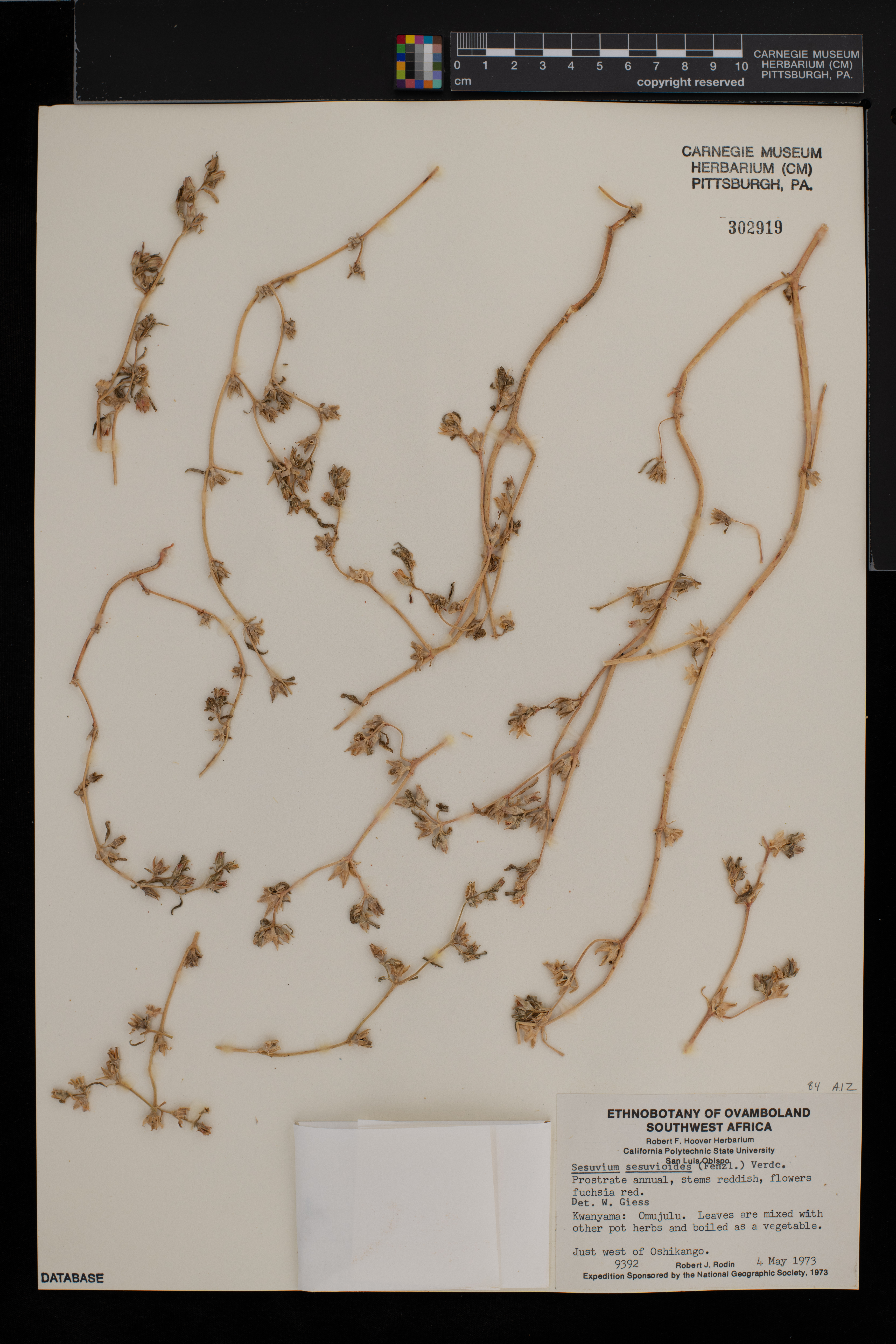 Sesuvium sesuvioides image