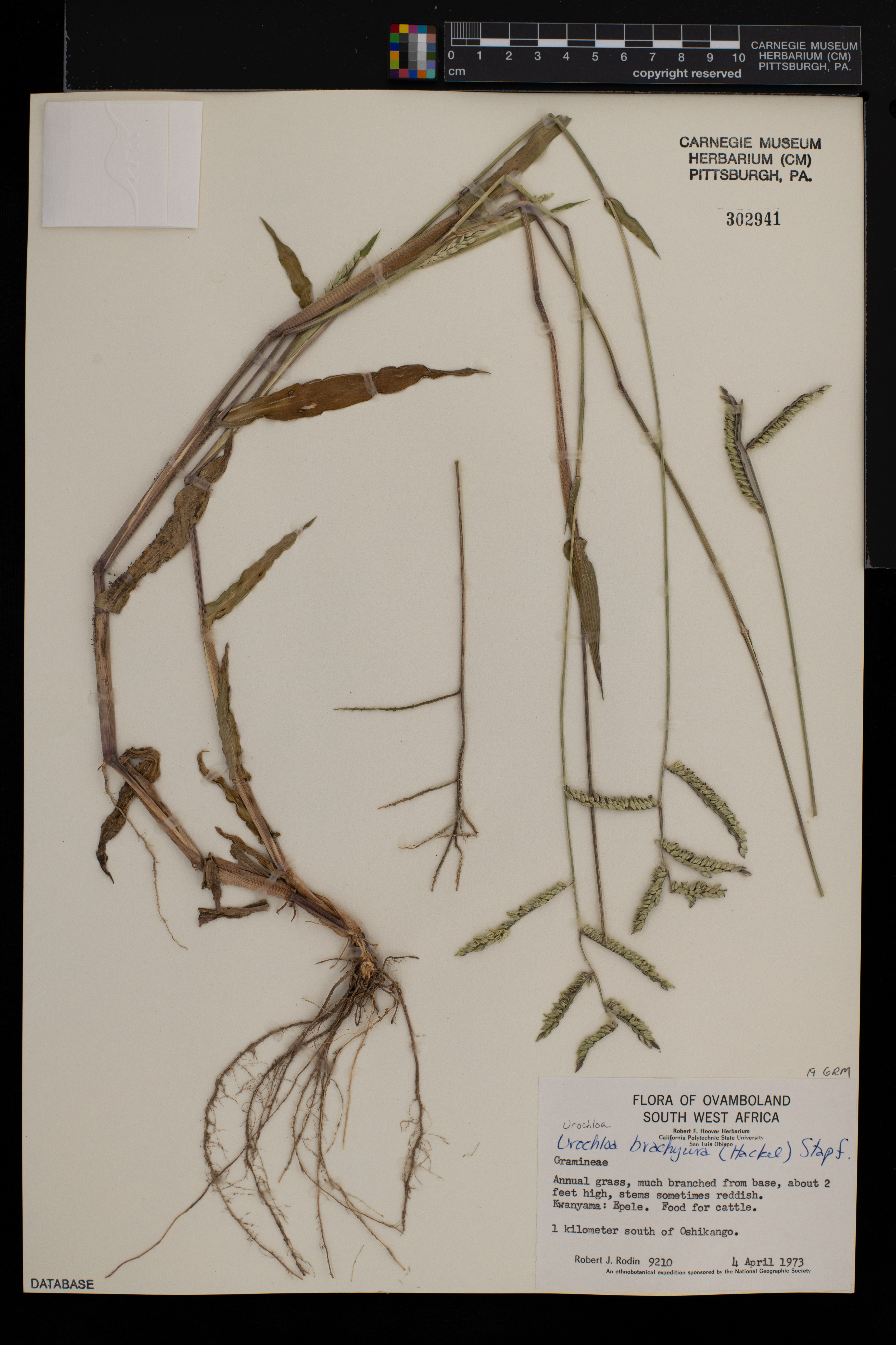 Urochloa brachyura image
