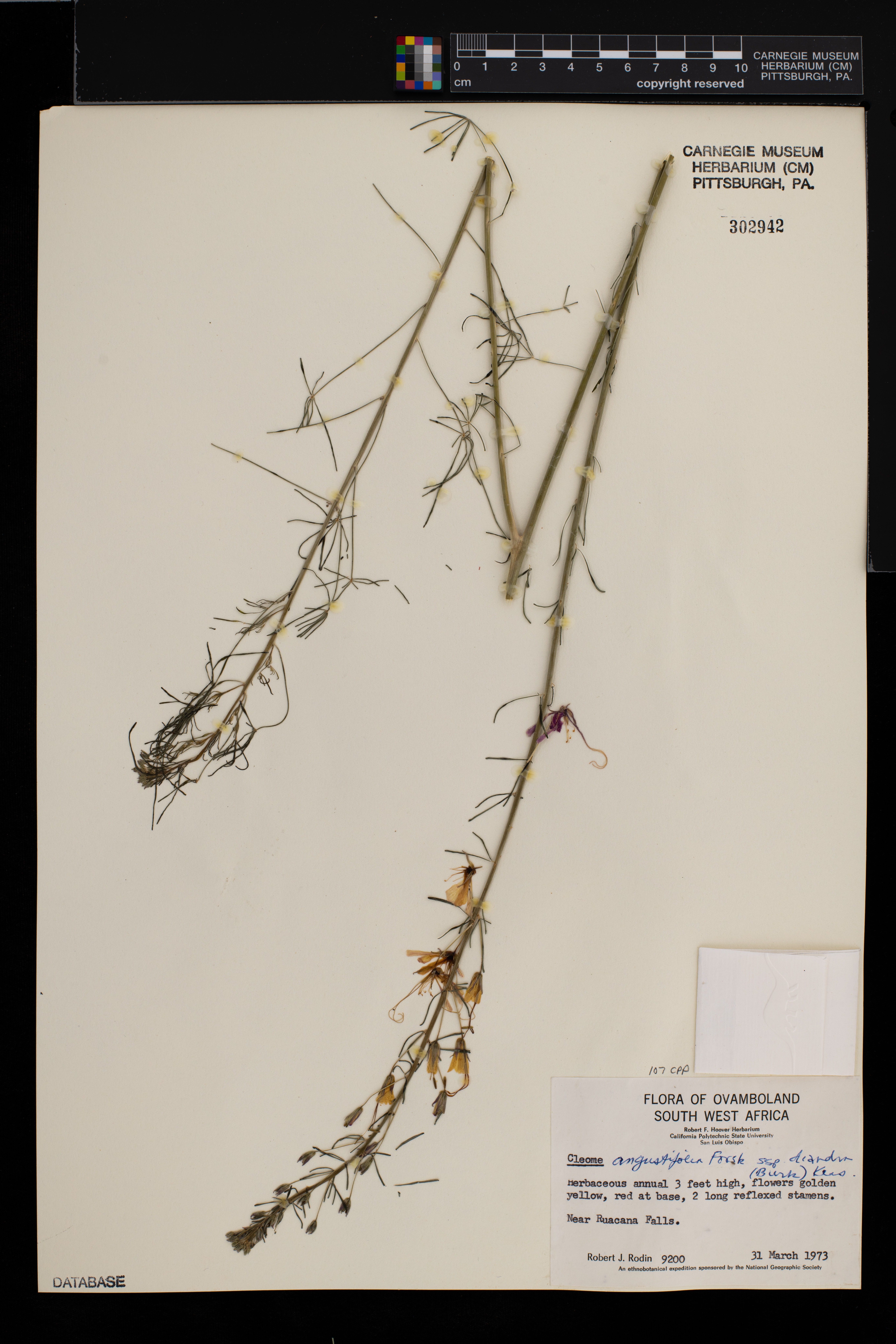 Cleome angustifolia image