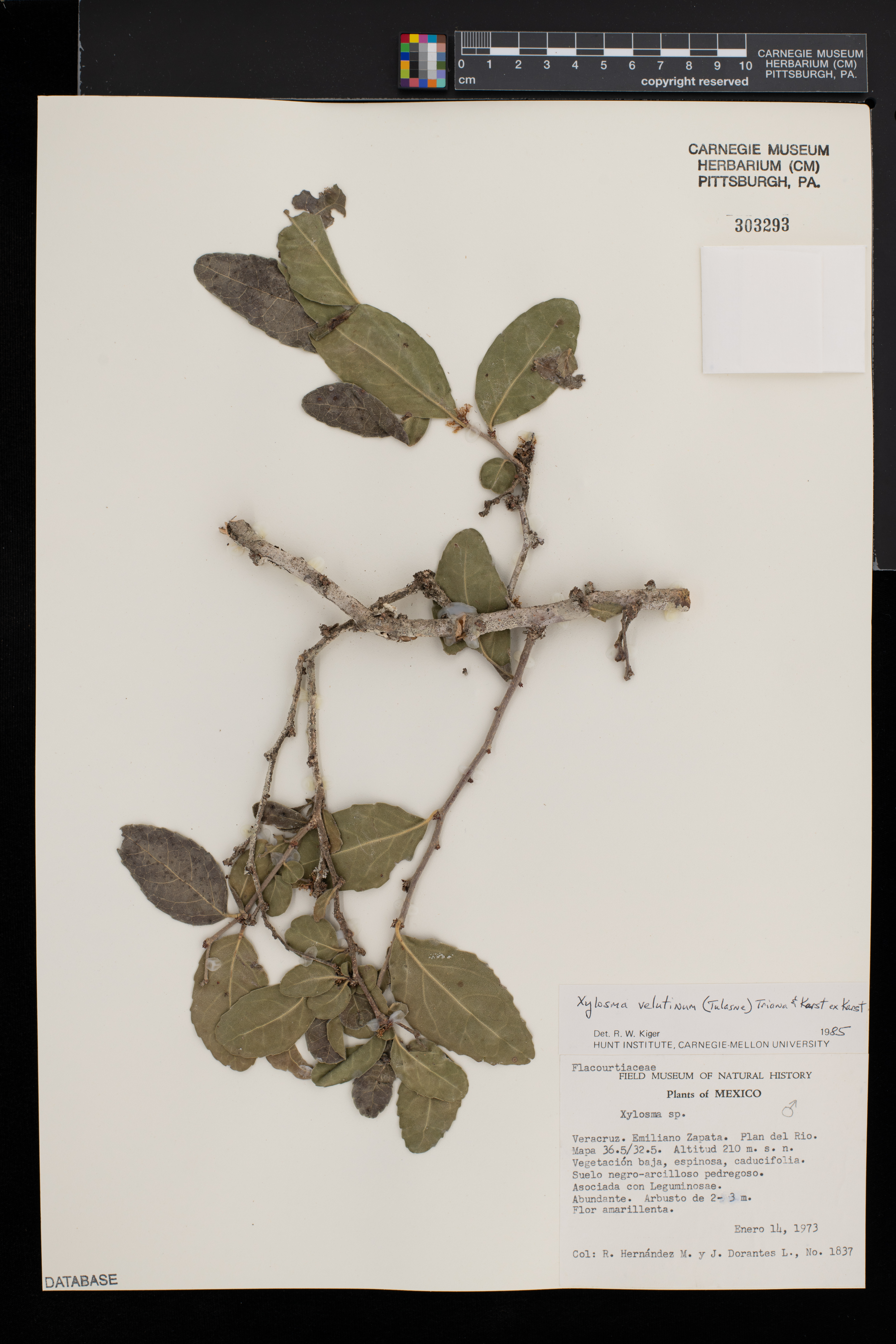 Xylosma velutinum image