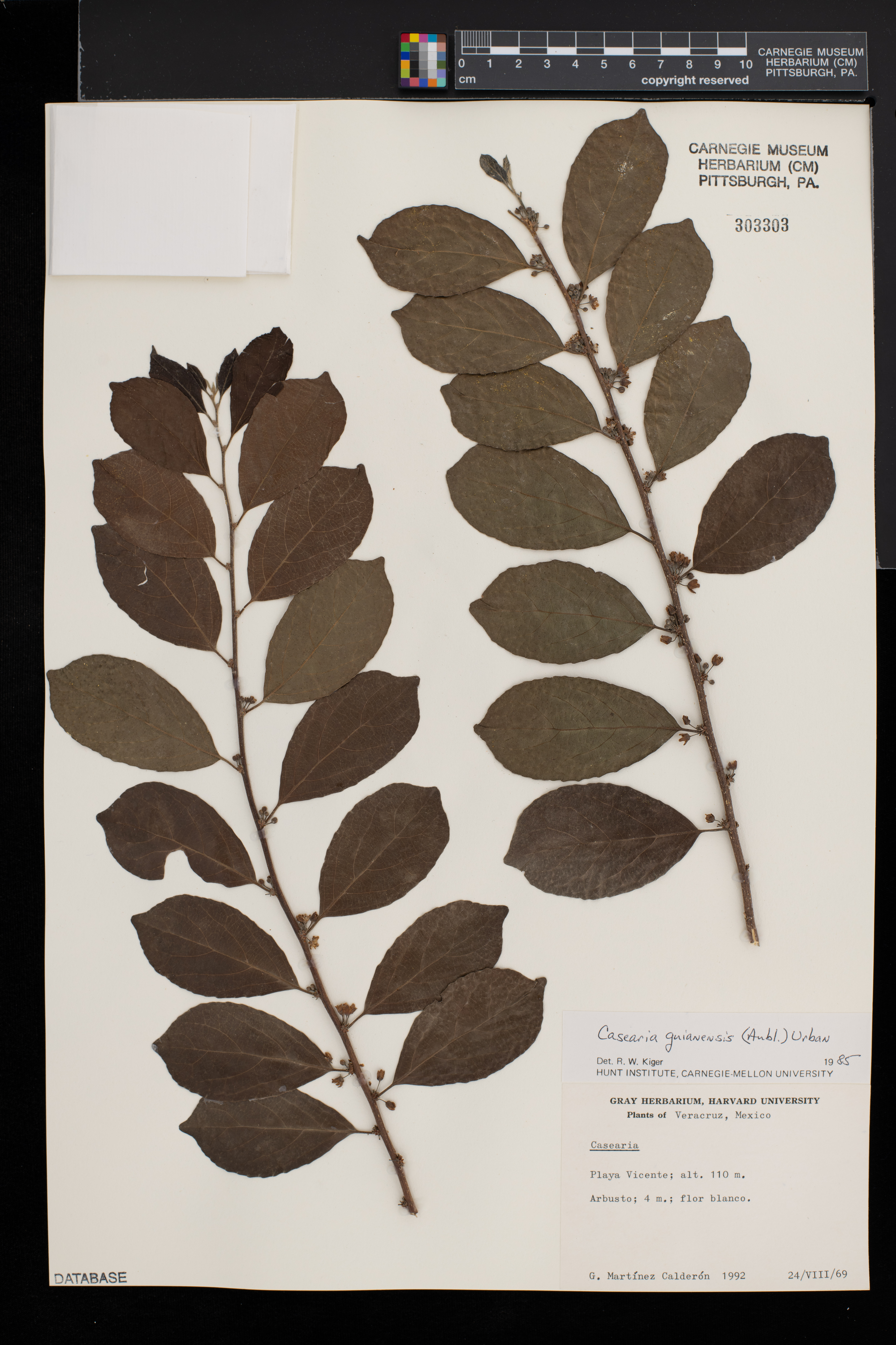 Casearia guianensis image