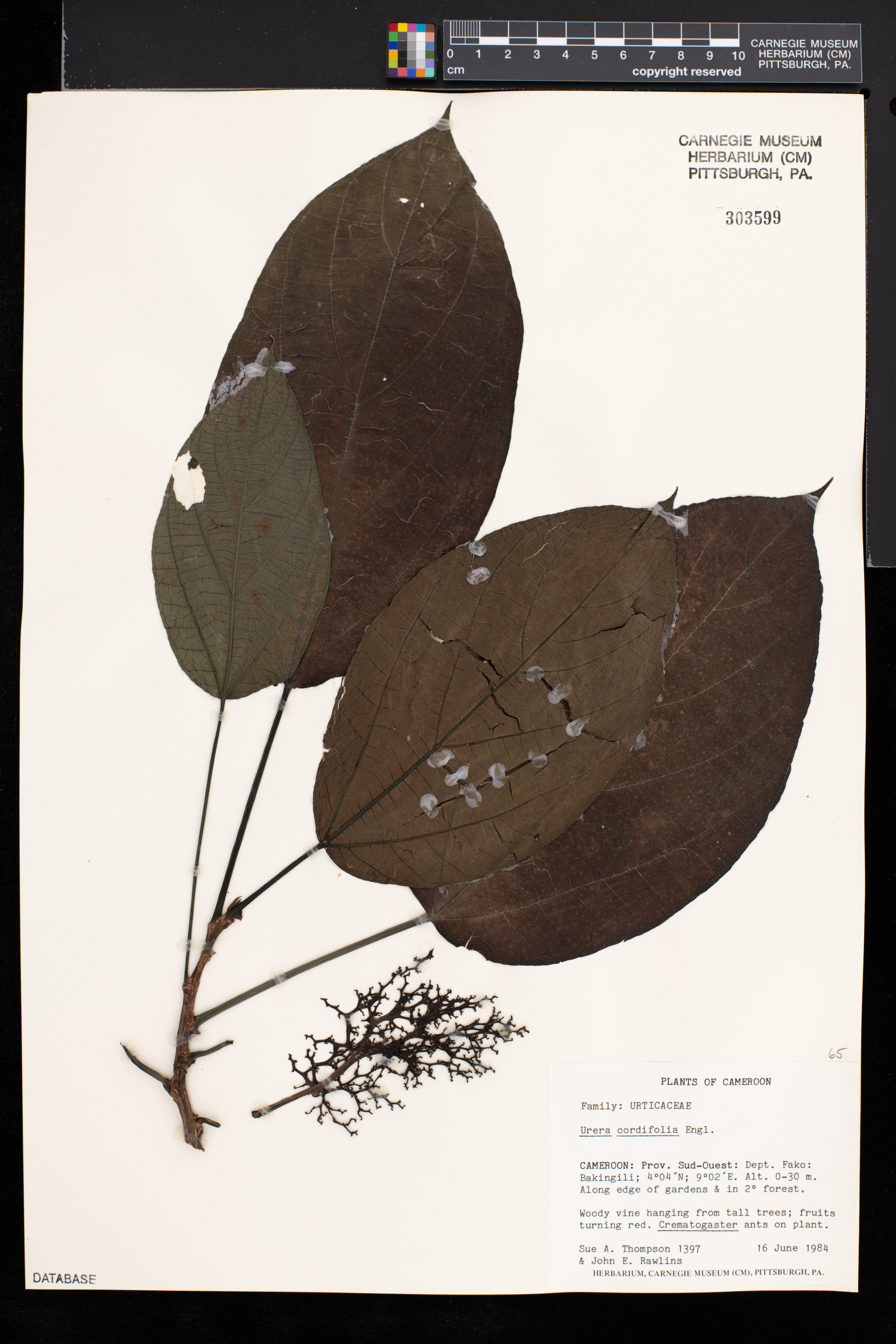 Scepocarpus cordifolius image