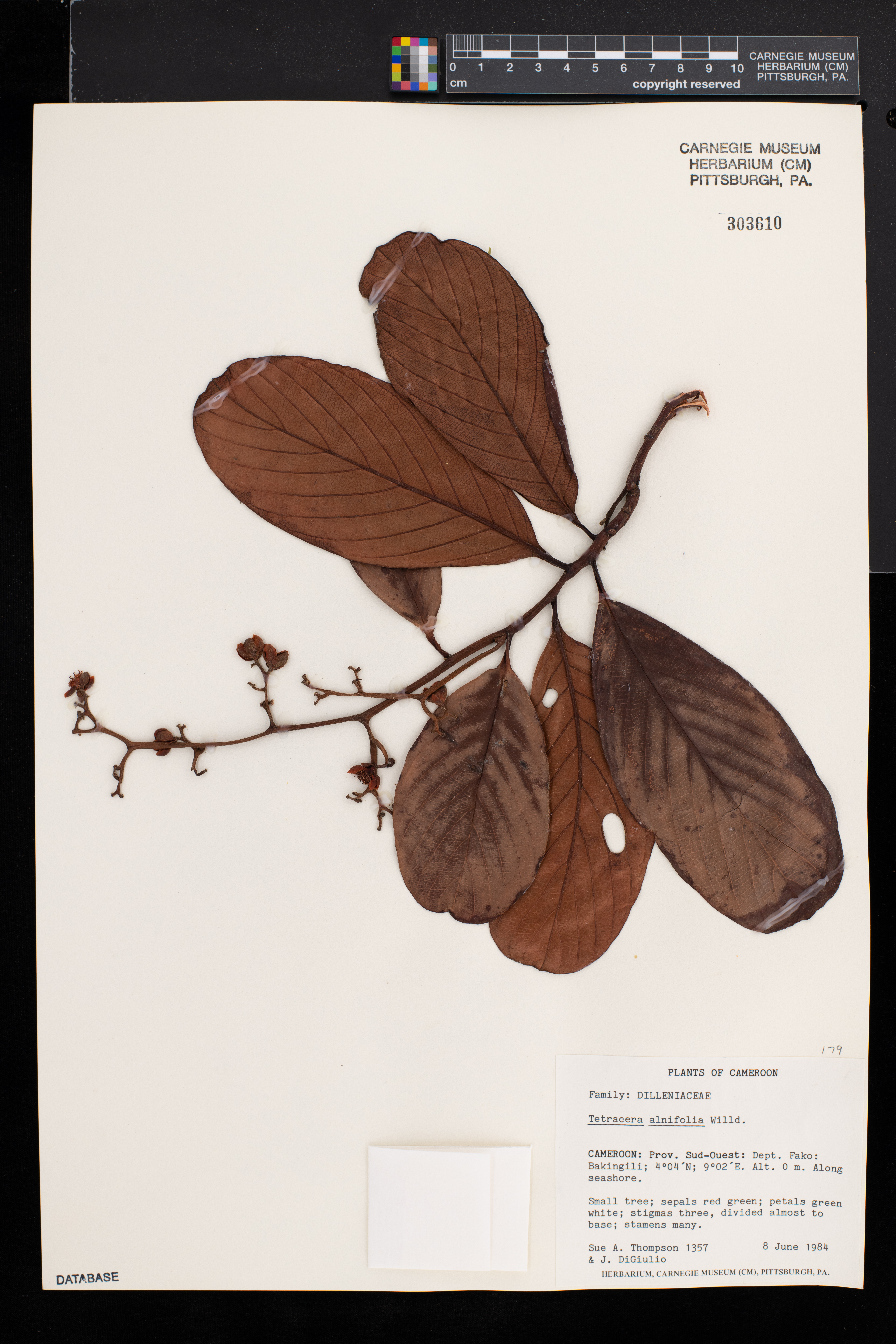 Tetracera alnifolia image