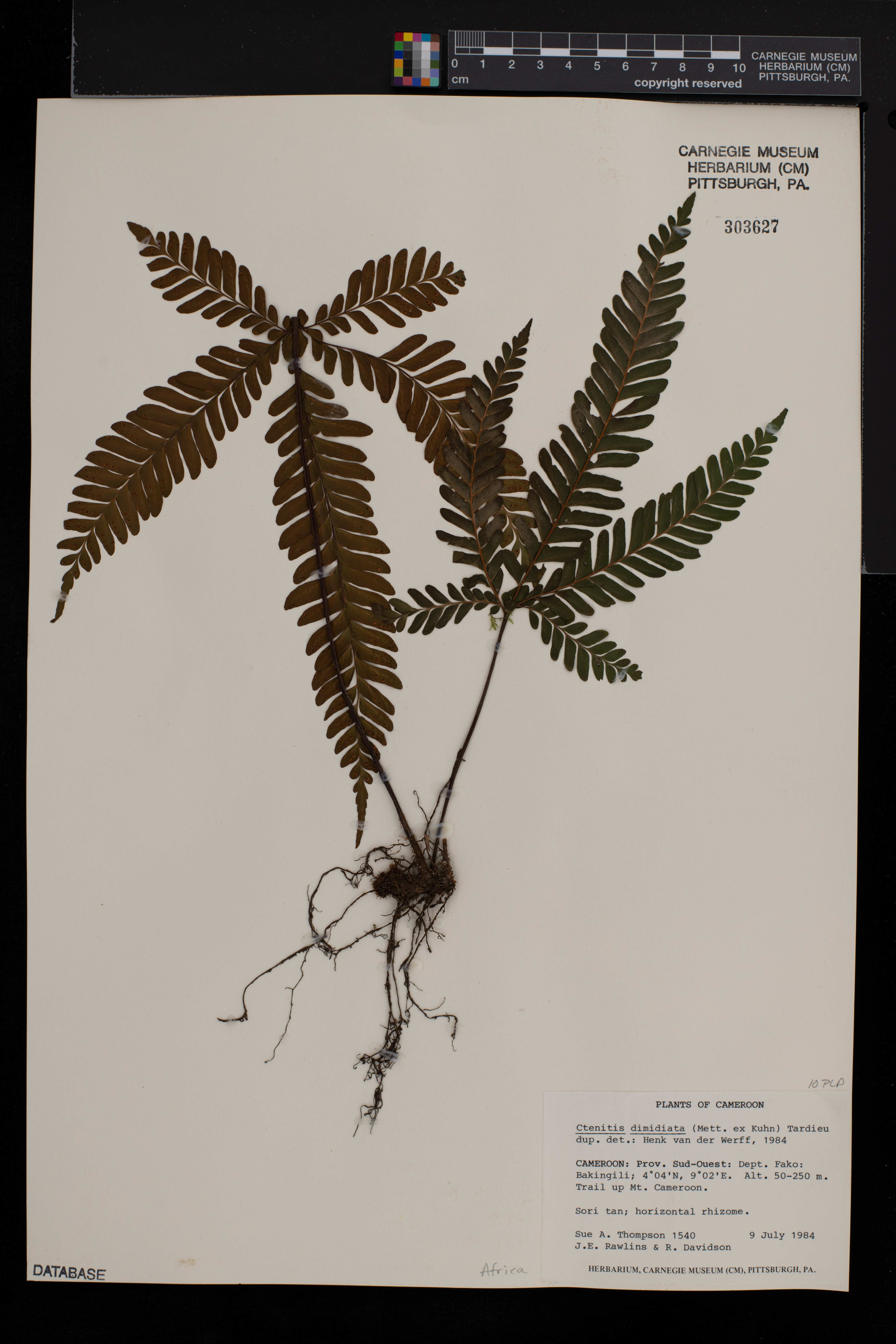 Triplophyllum dimidiatum image